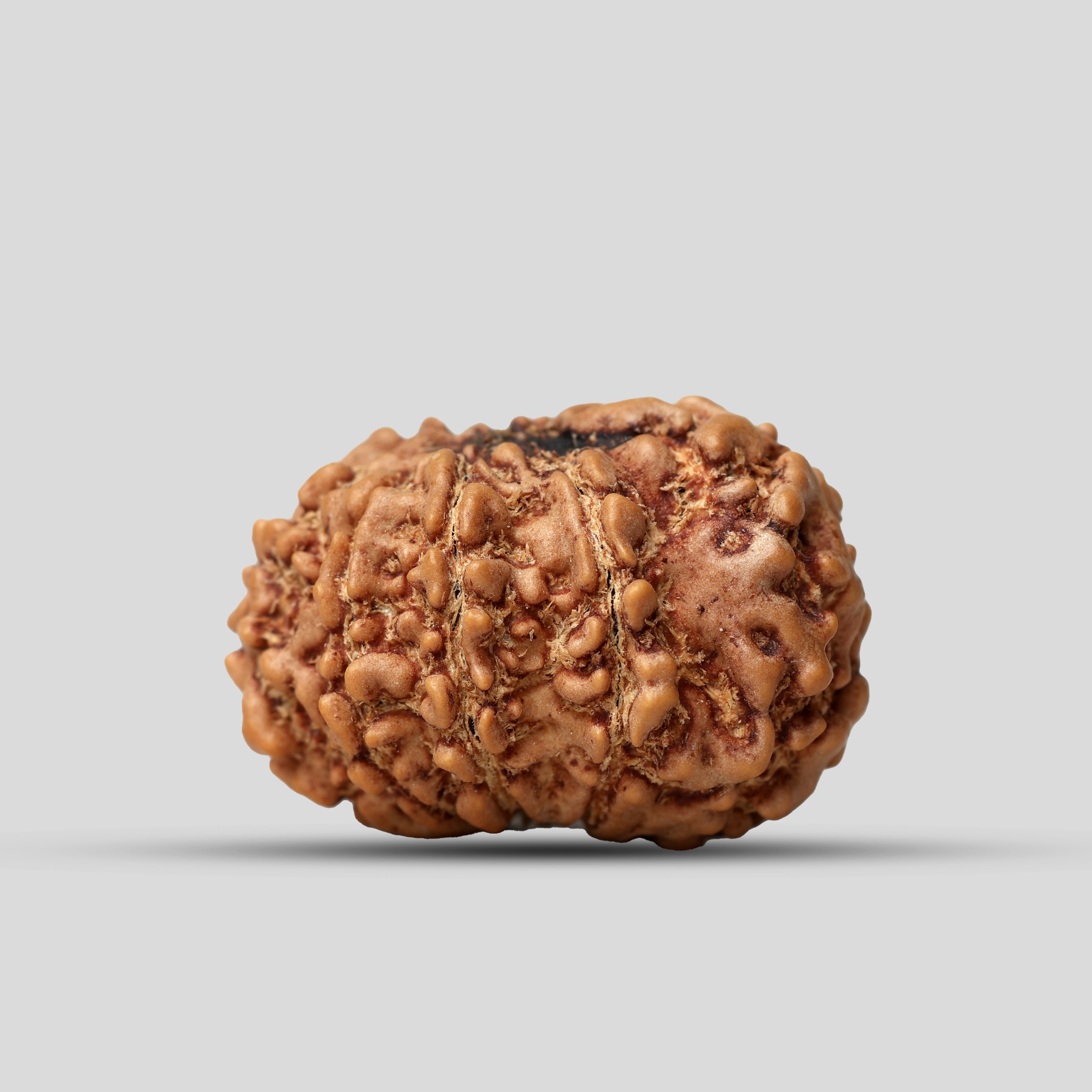 9 Mukhi Rudraksha