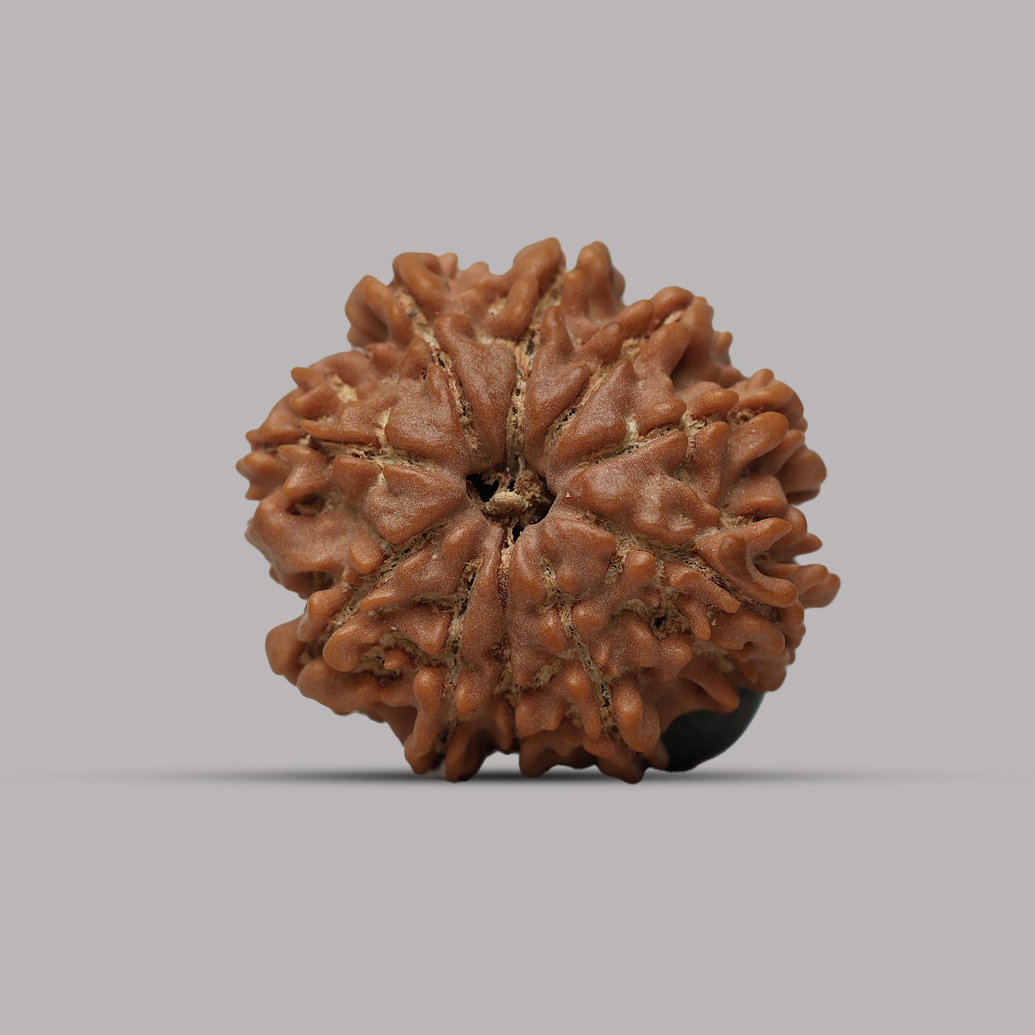 10 Mukhi Rudraksha