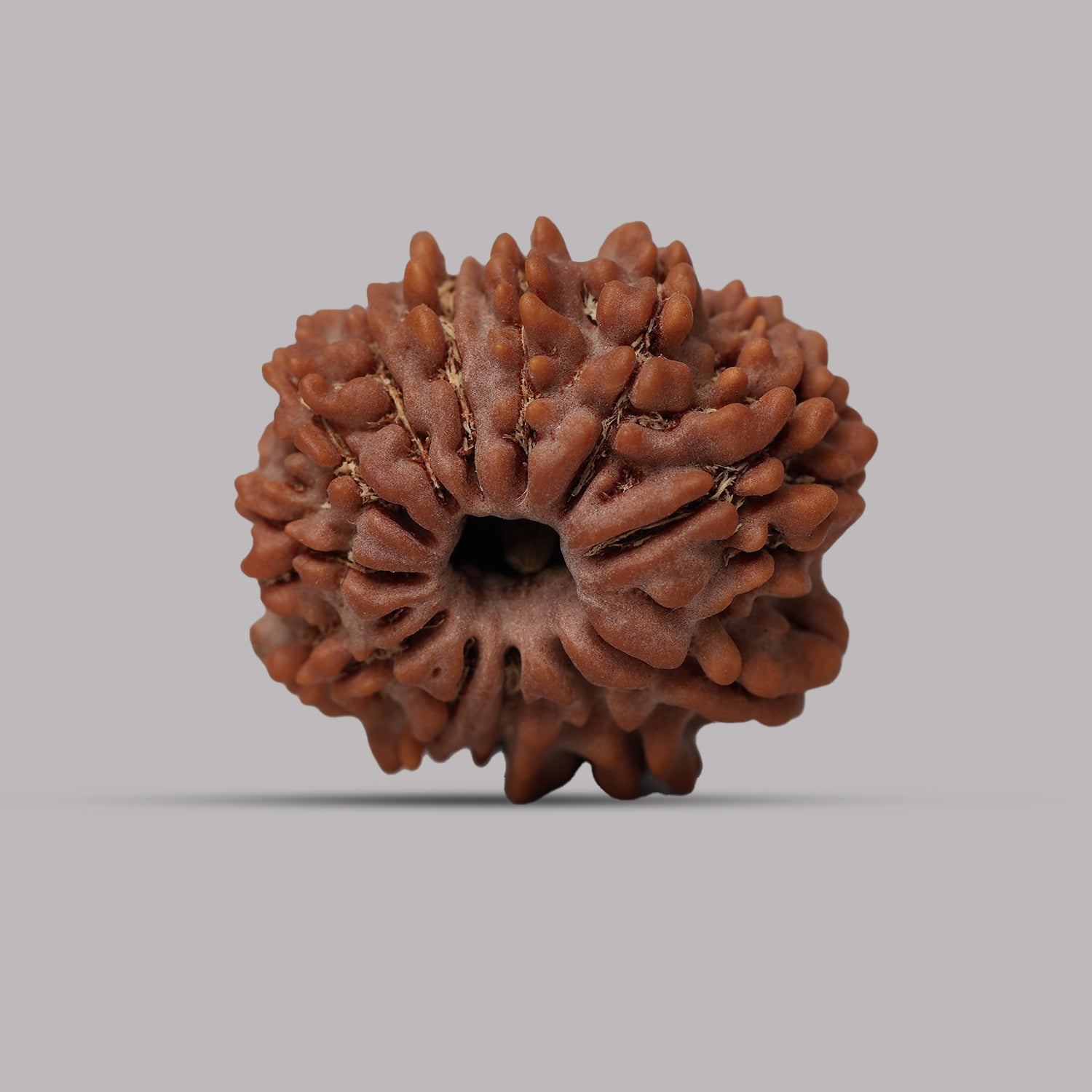 12 Mukhi Rudraksha