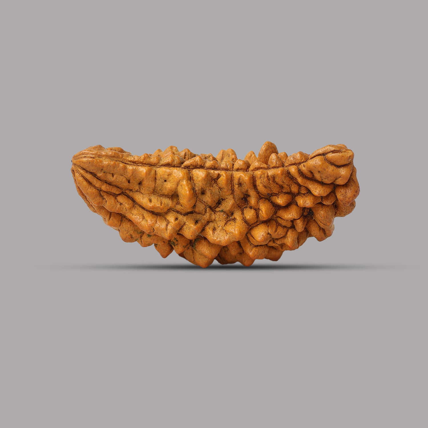 1 Mukhi Rudraksha 2.83