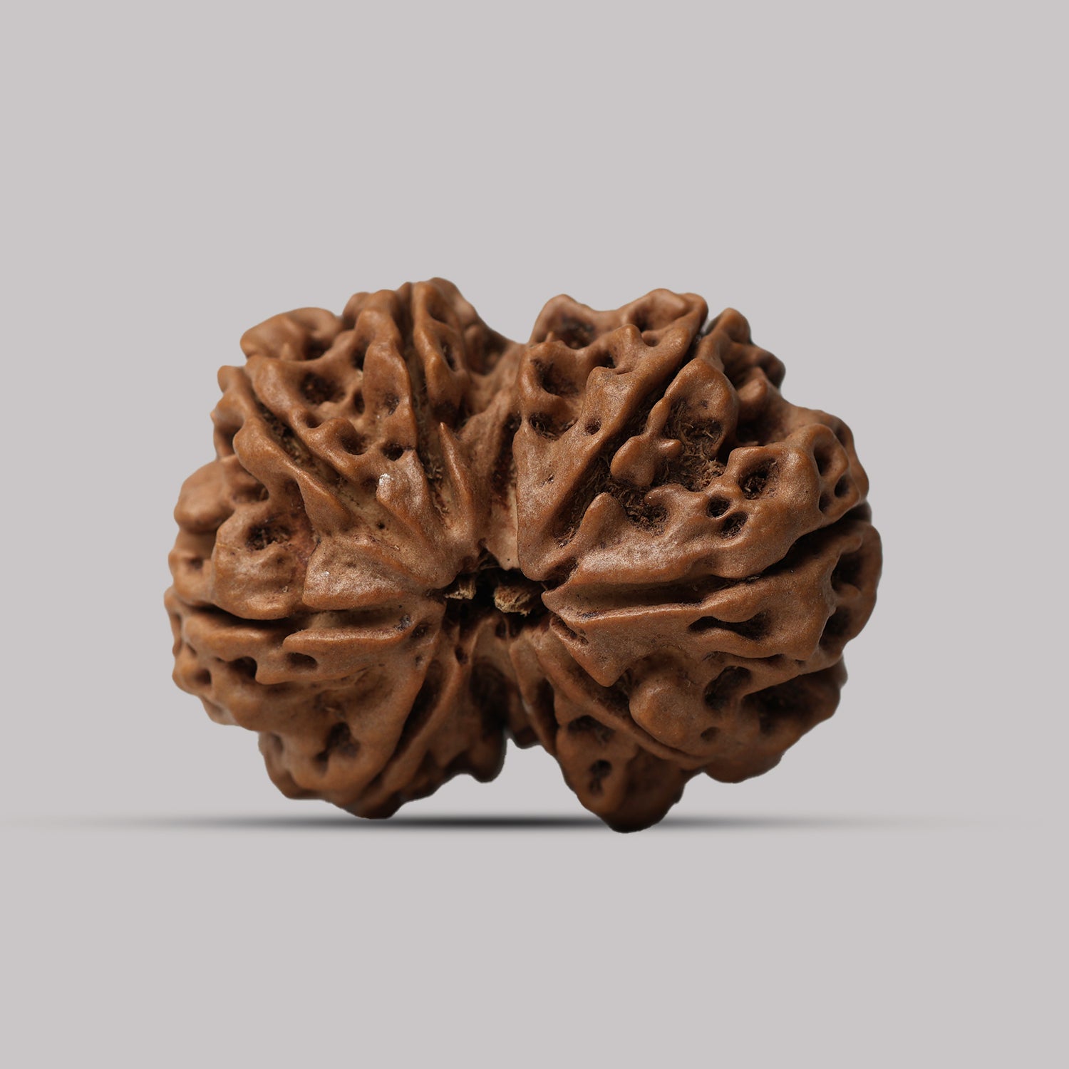 Gauri Shankar Rudraksha