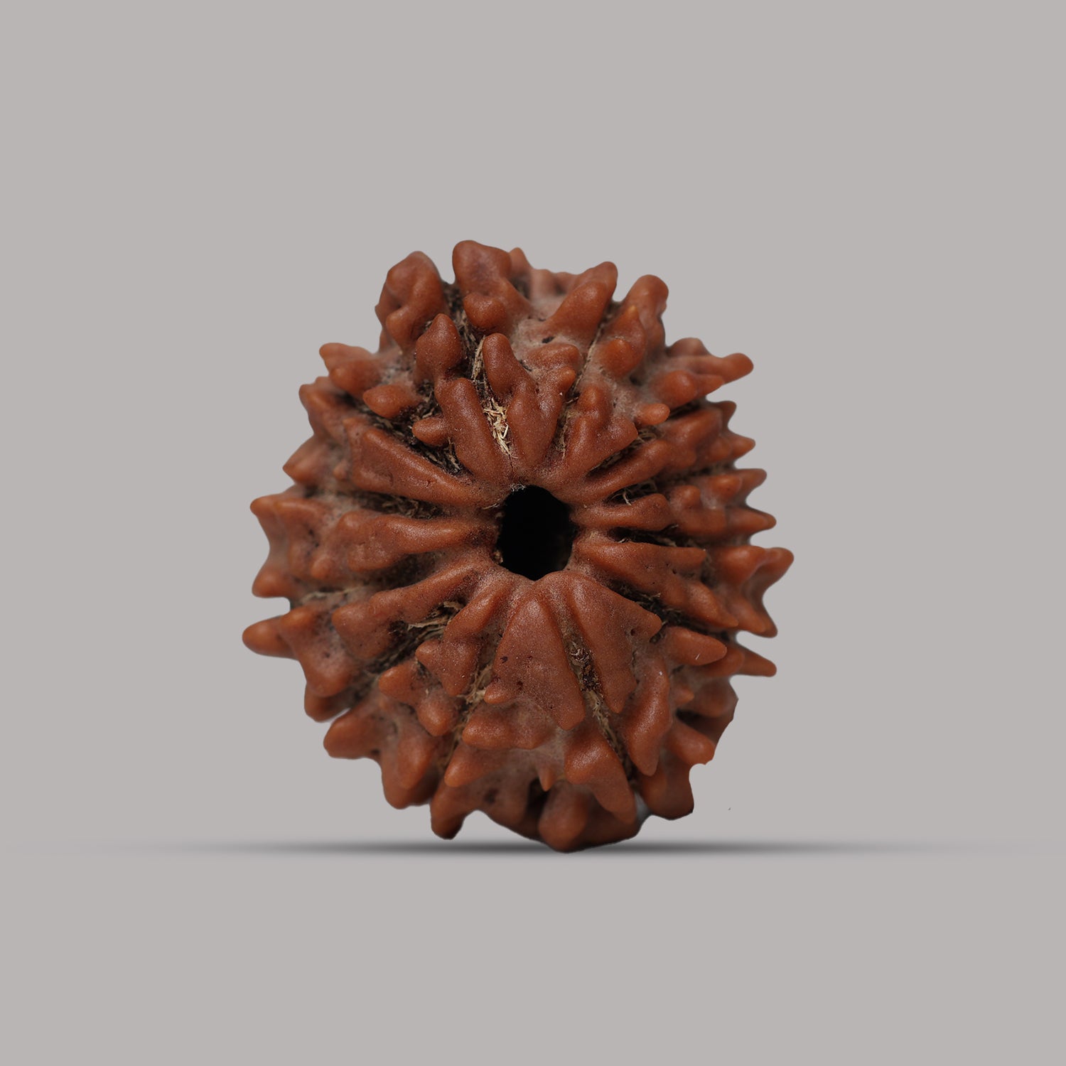 12 Mukhi Rudraksha