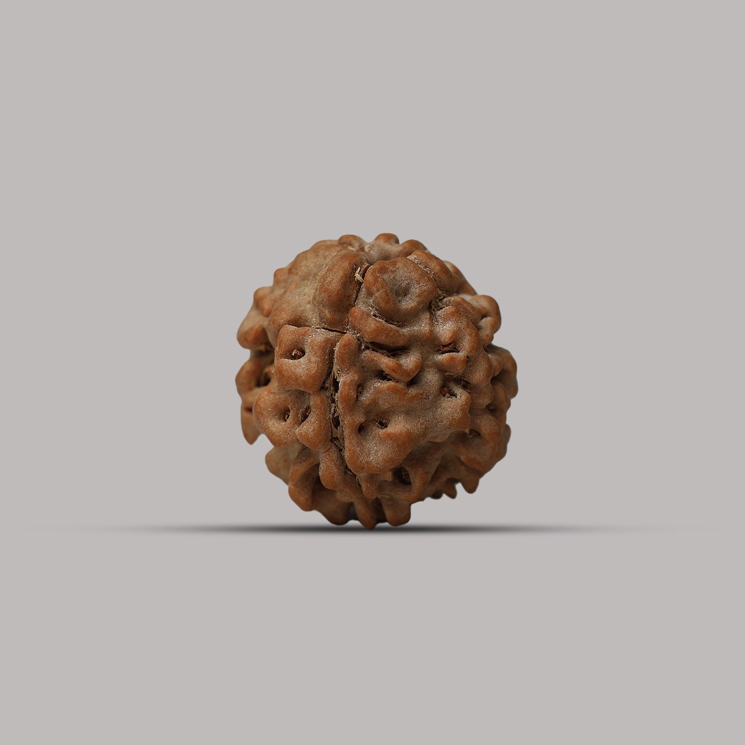 4 Mukhi Rudraksha