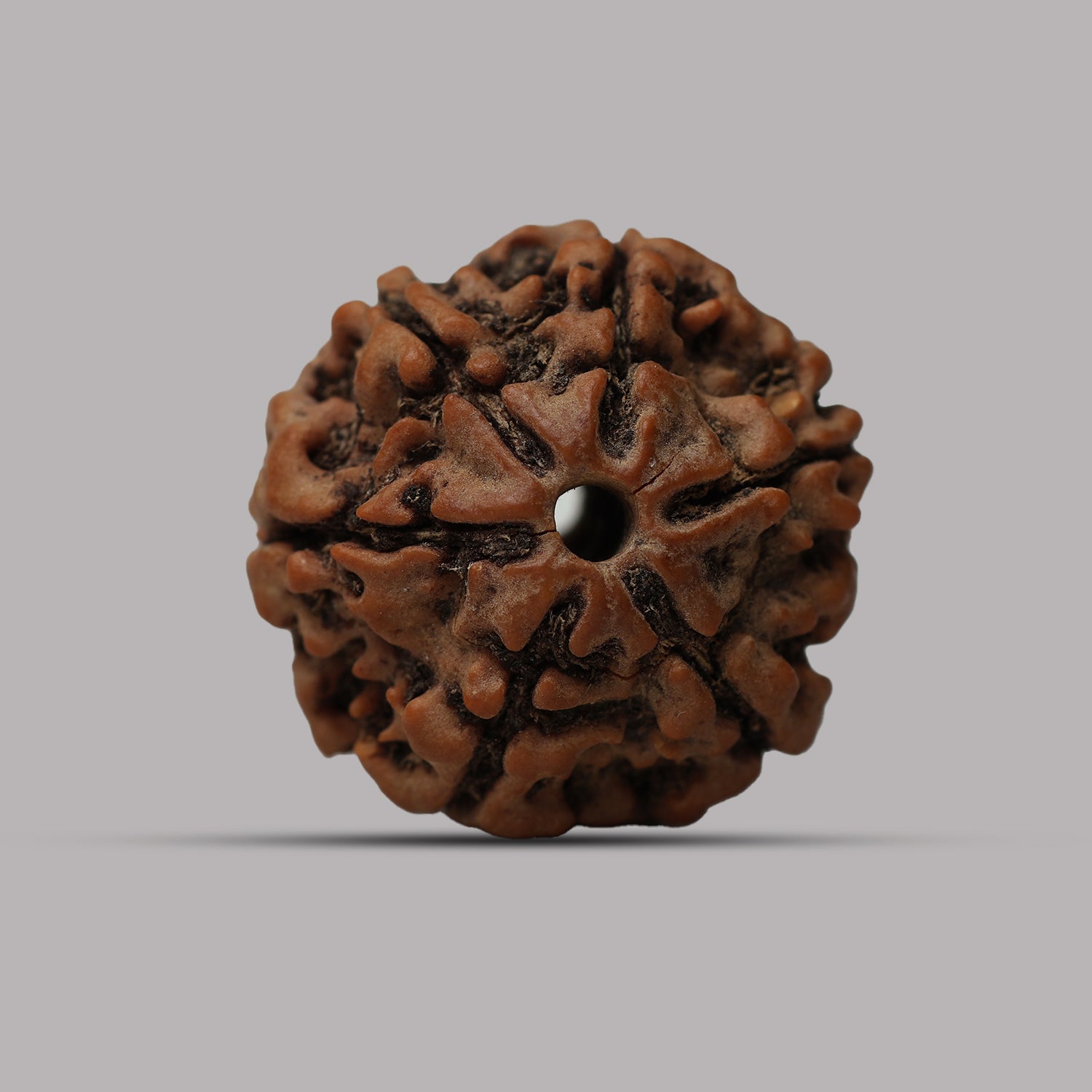 6 Mukhi Rudraksha