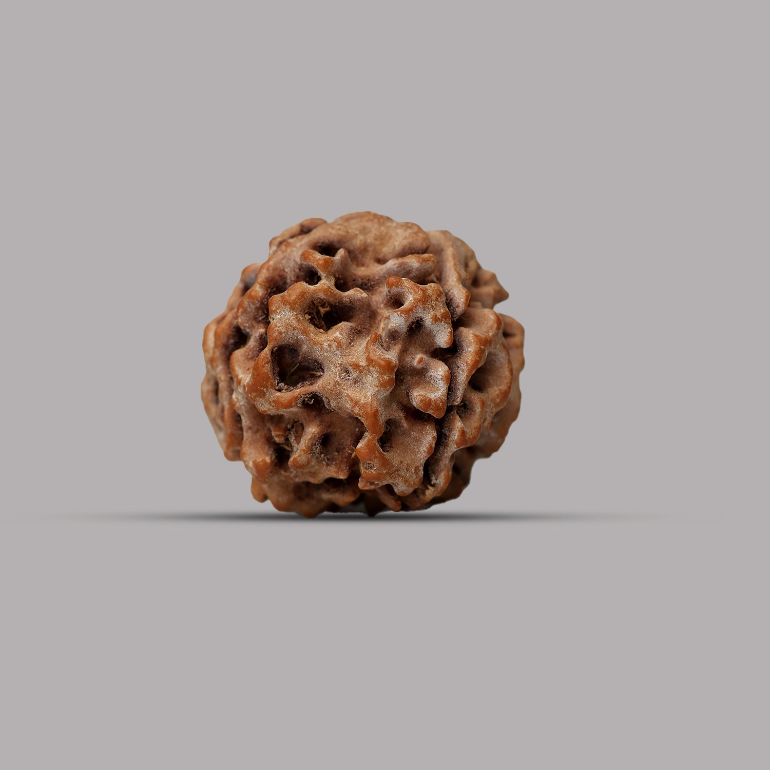 4 Mukhi Rudraksha