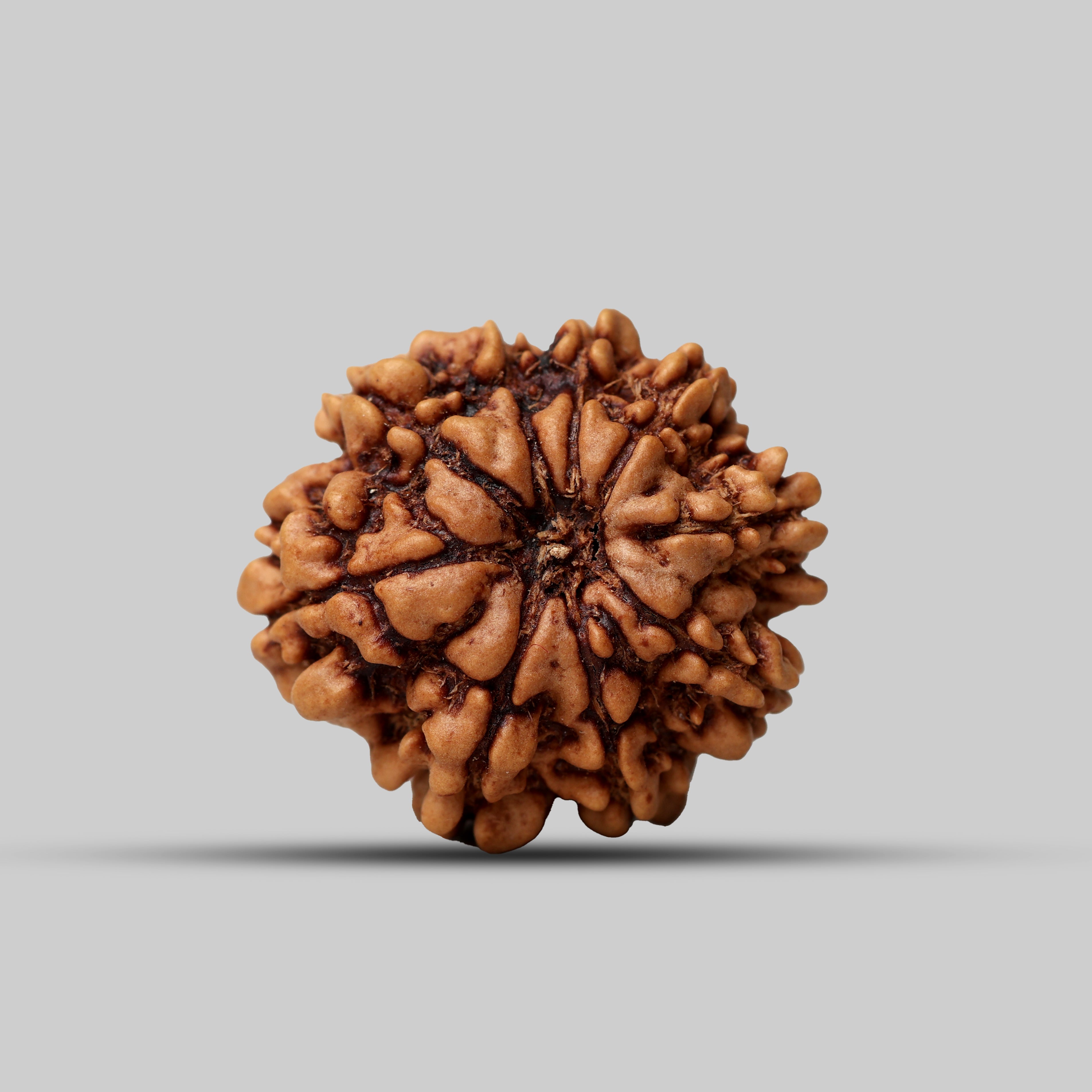 9 Mukhi Rudraksha