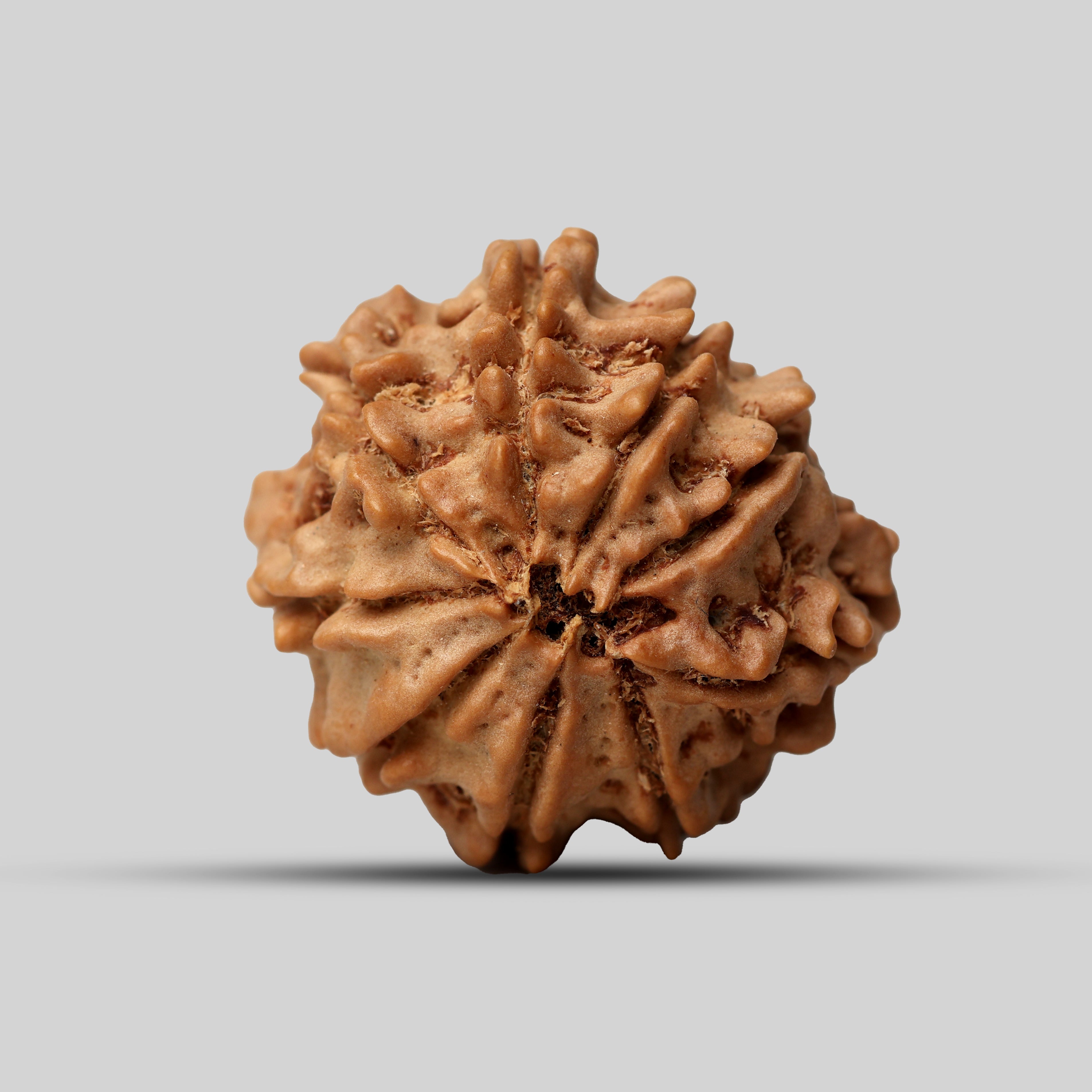 9 Mukhi Rudraksha