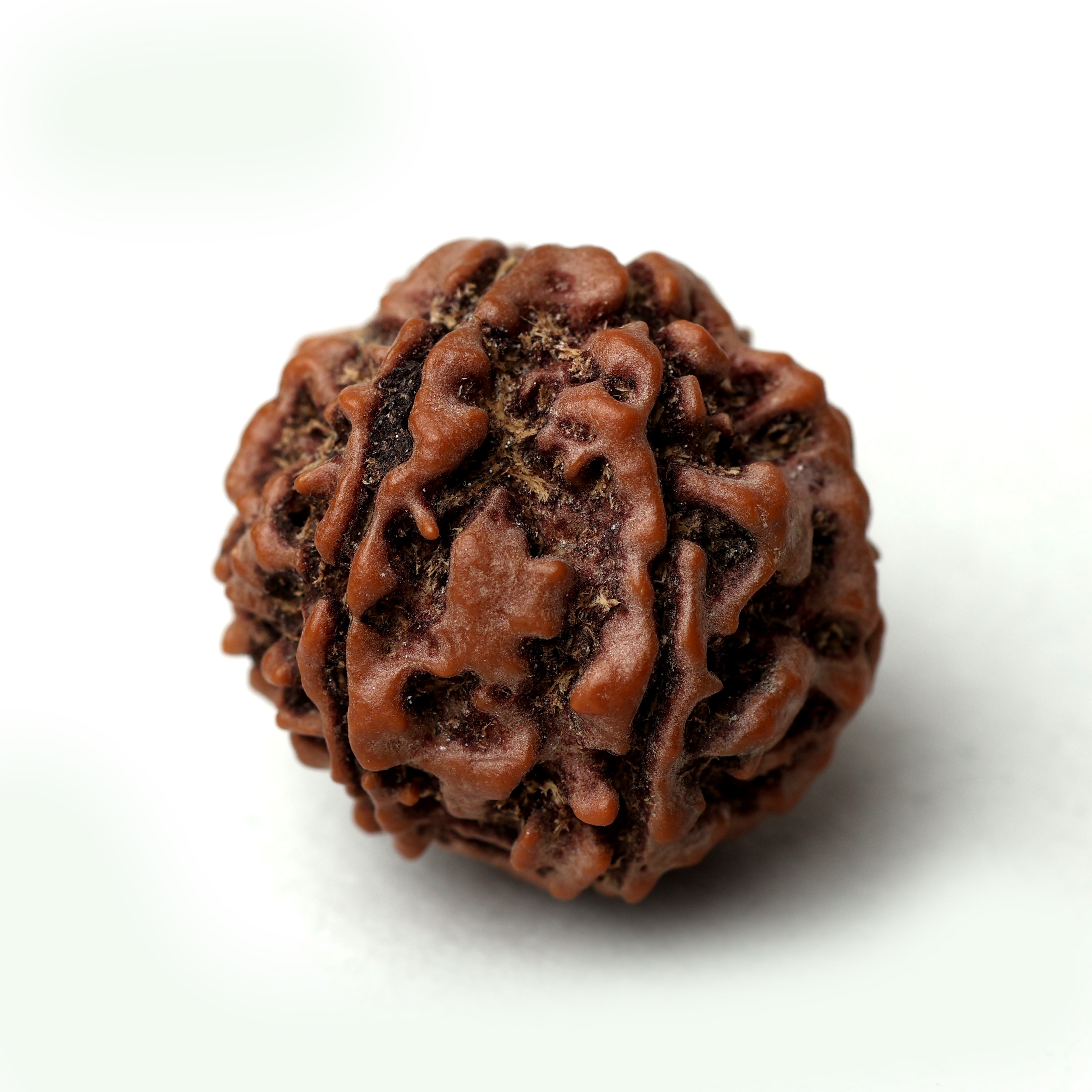 8 Mukhi Rudraksha