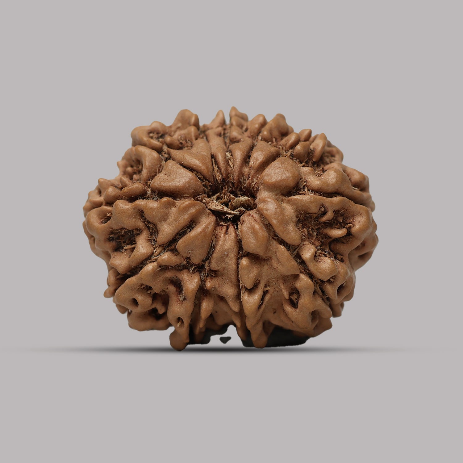 10 Mukhi Rudraksha