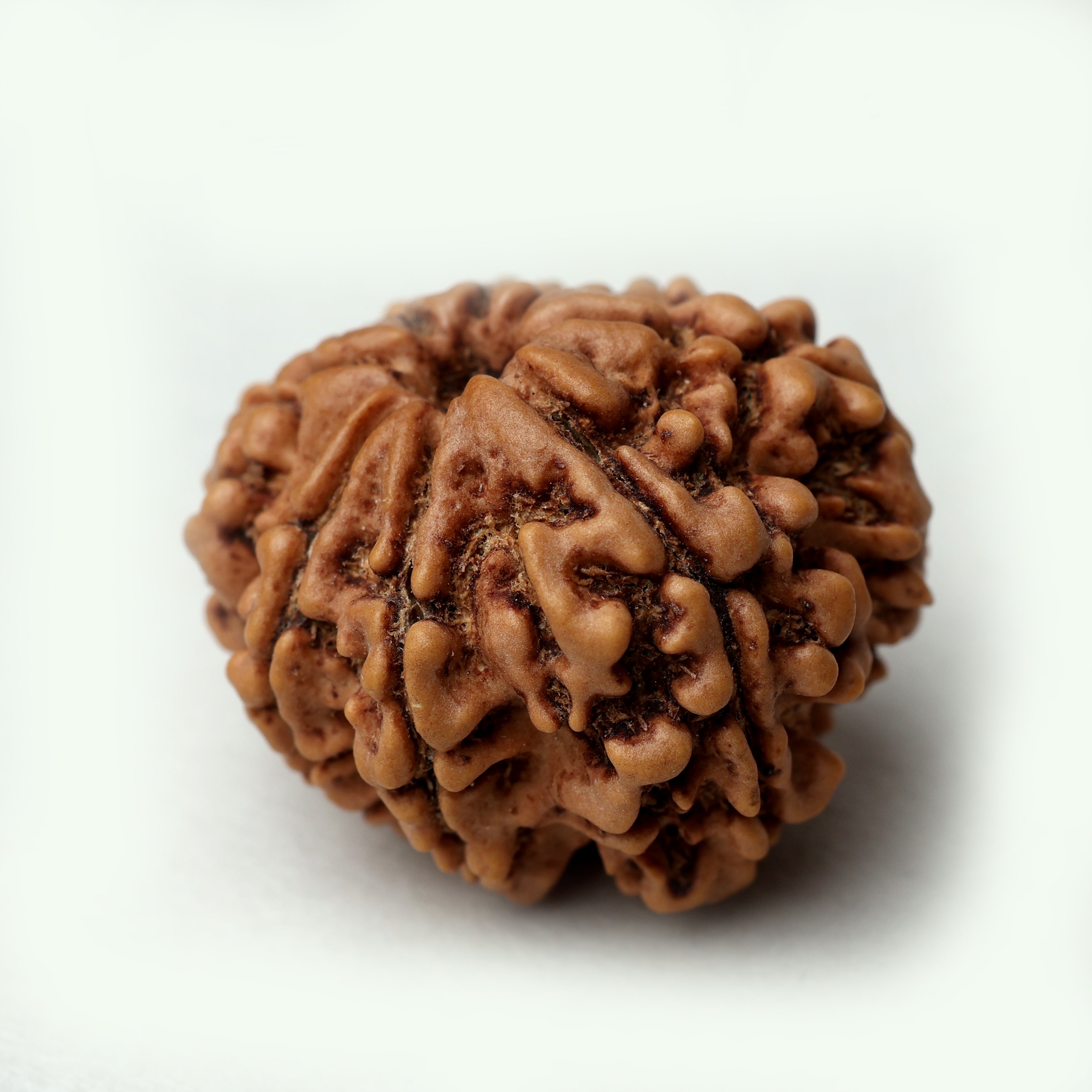 8 Mukhi Rudraksha