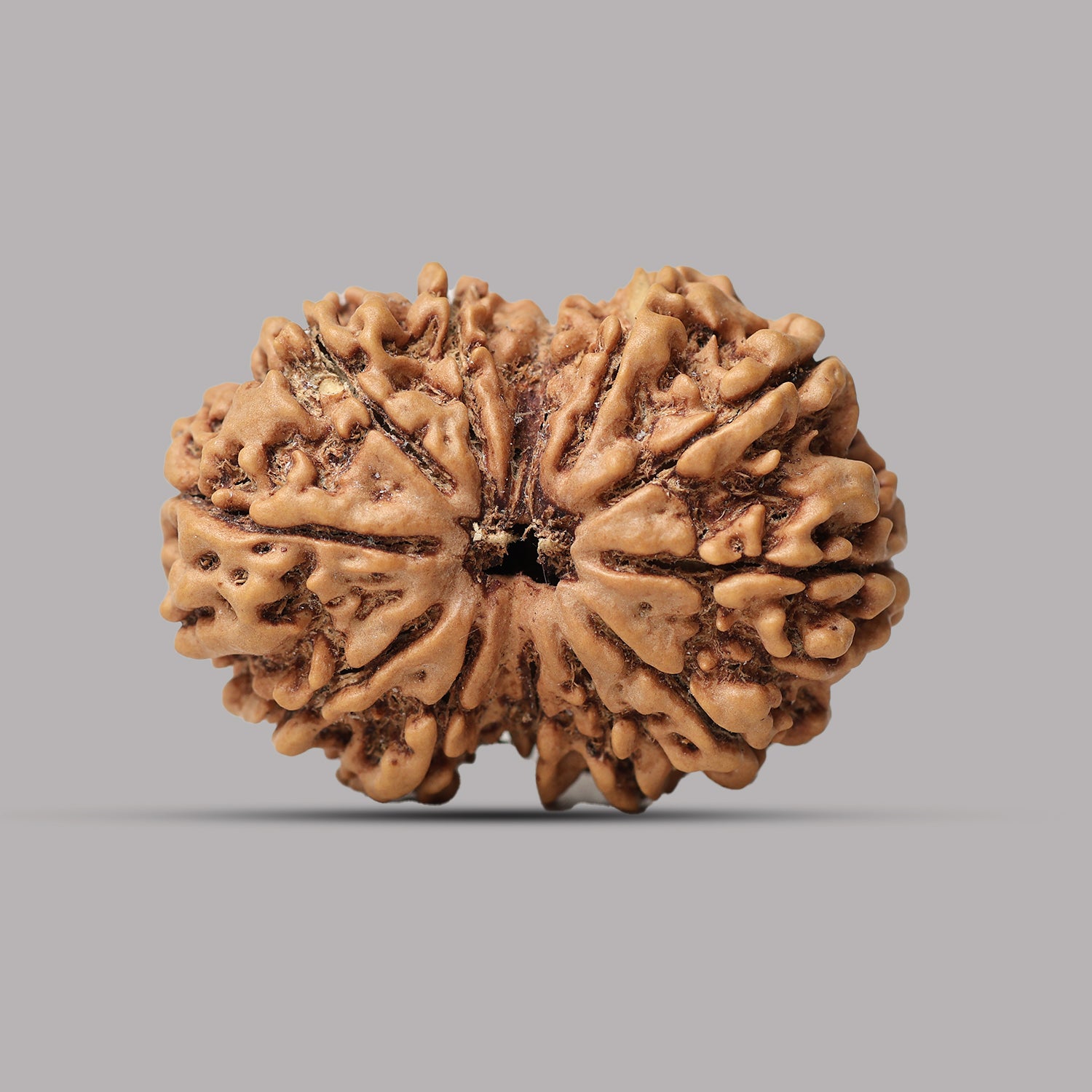 Gauri Shankar Rudraksha
