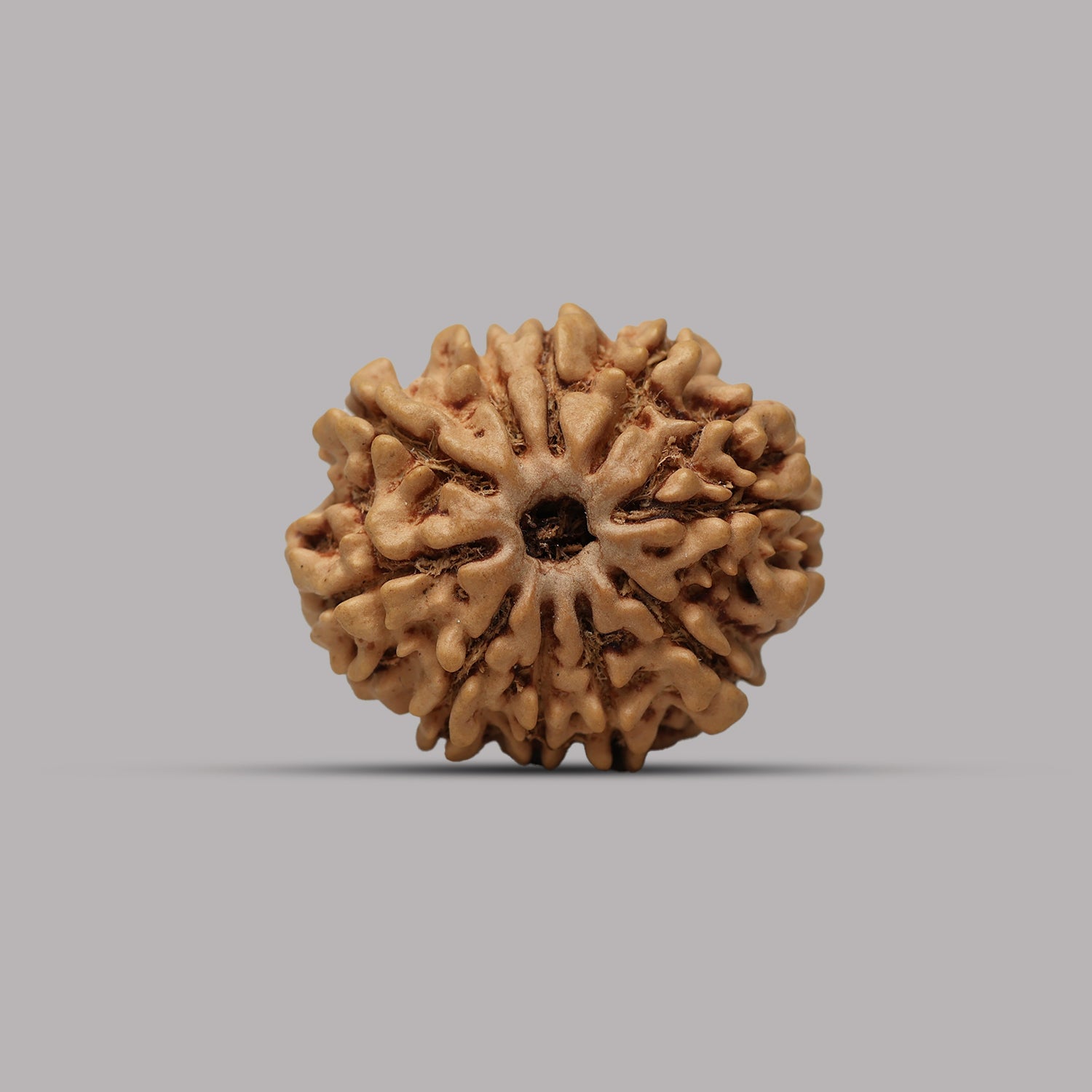10 Mukhi Rudraksha