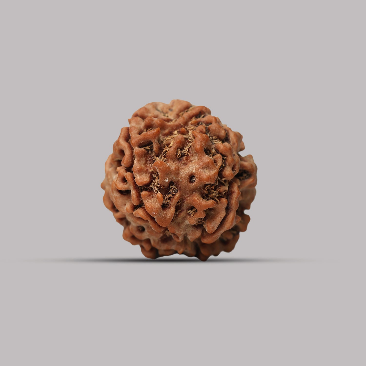 4 Mukhi Rudraksha