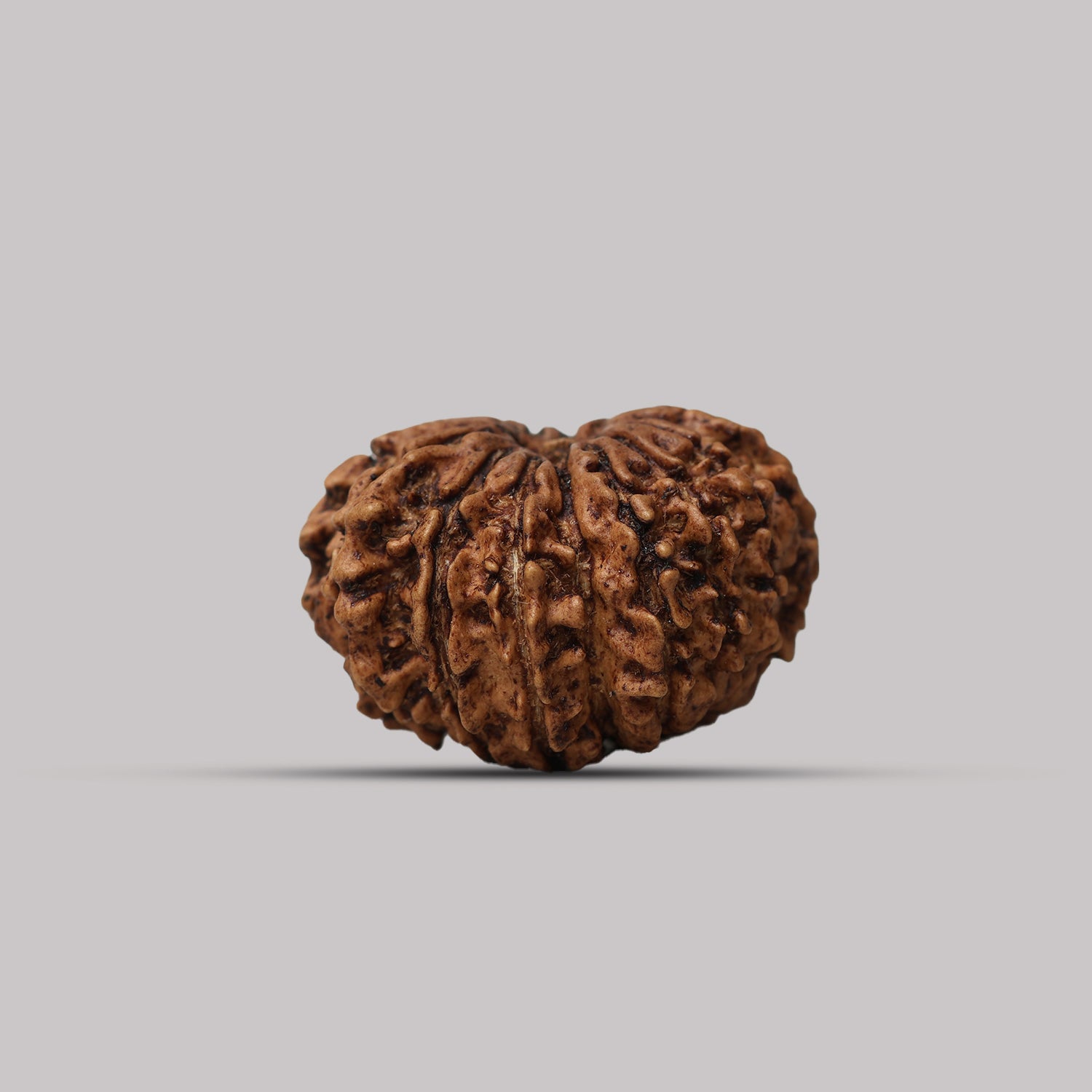 13 Mukhi Rudraksha