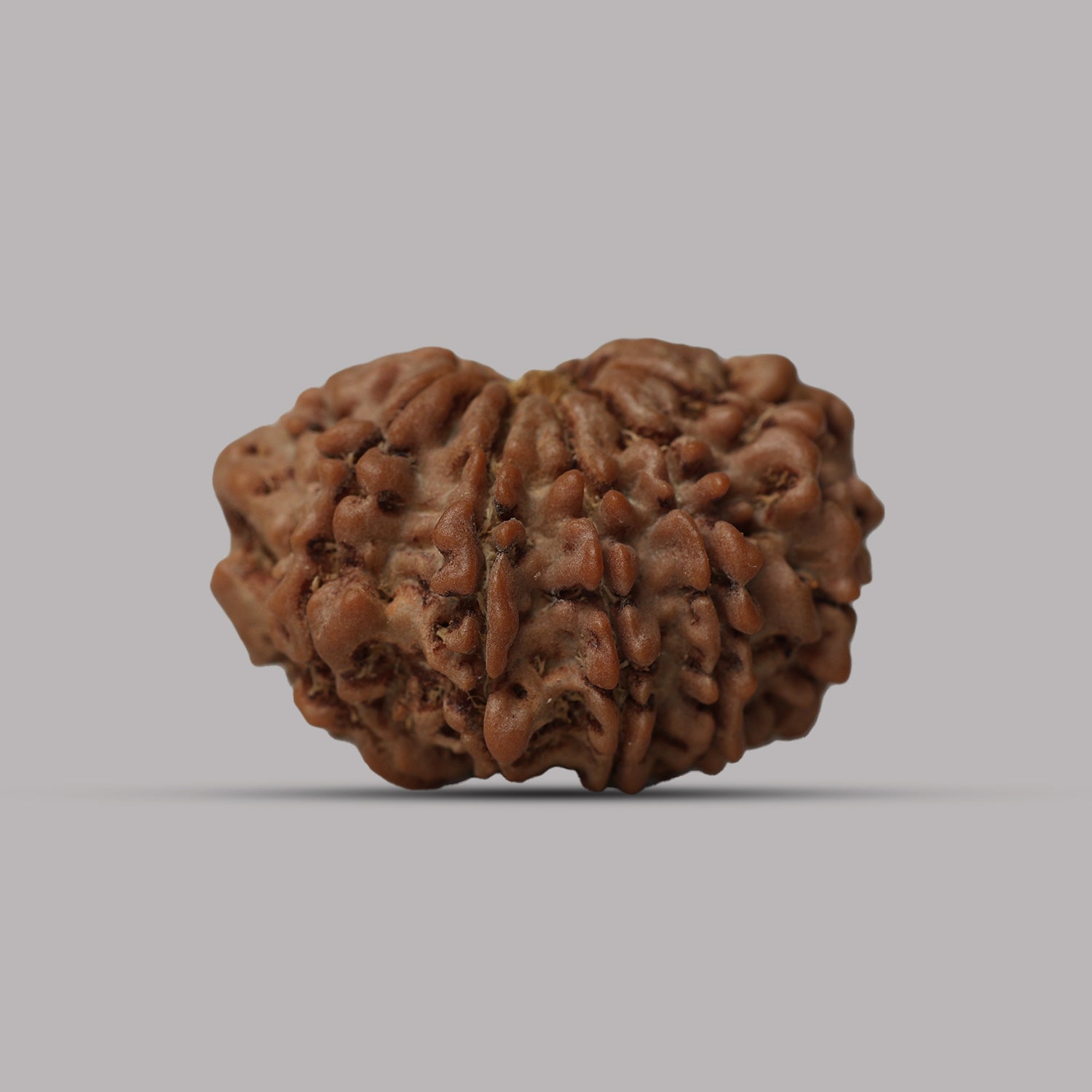 11 Mukhi Rudraksha