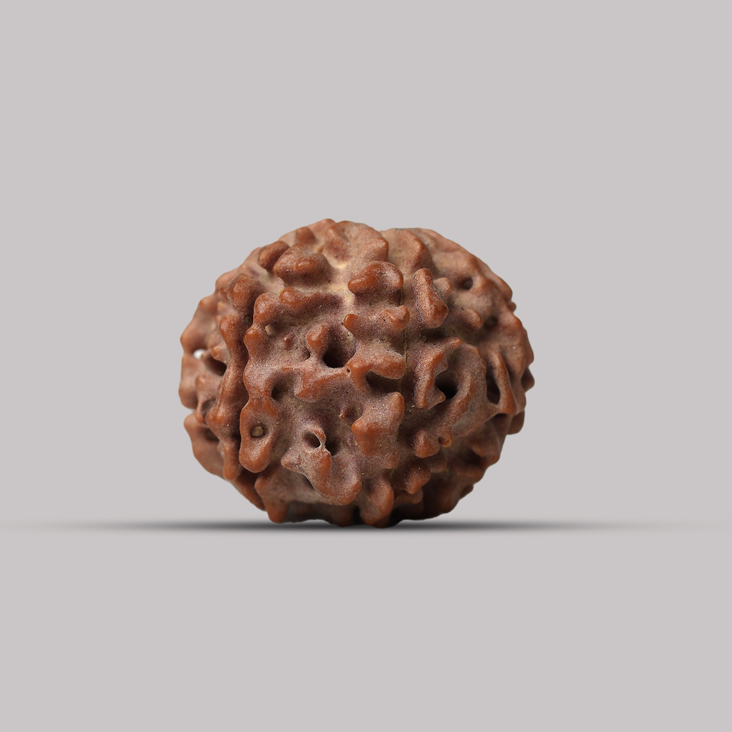 7 Mukhi Rudraksha