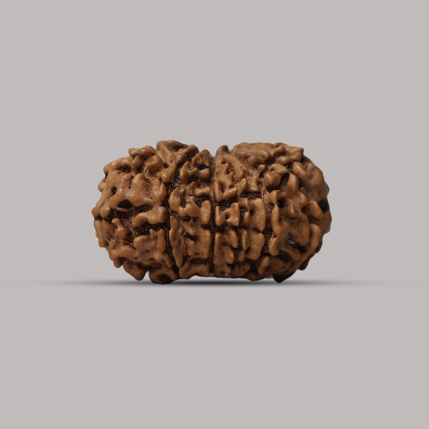 11 Mukhi Rudraksha