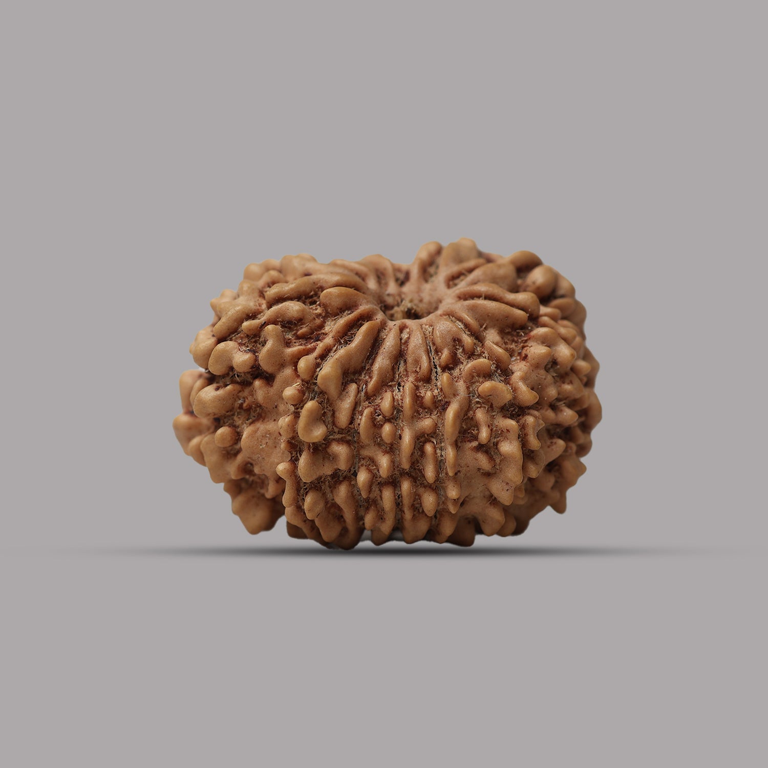 12 Mukhi Rudraksha