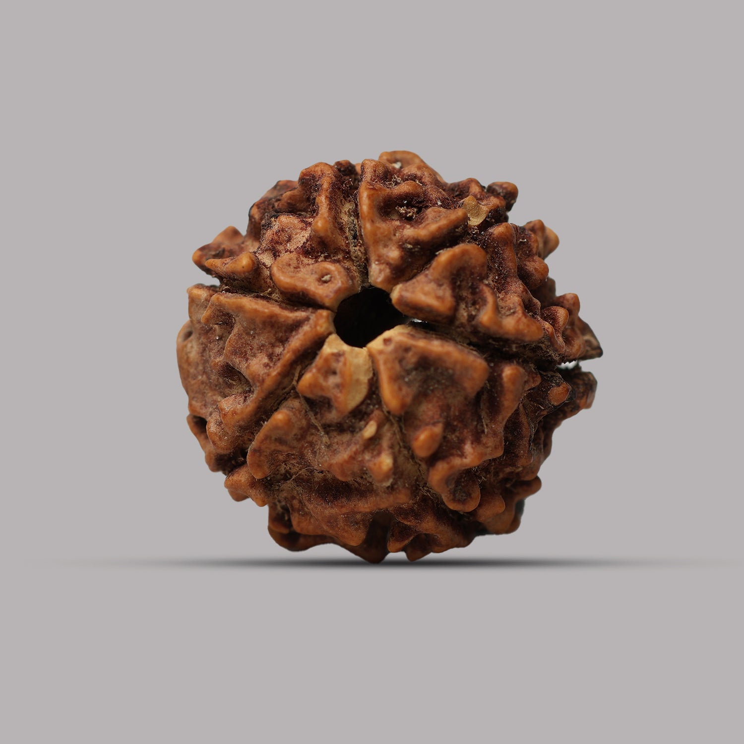 6 Mukhi Rudraksha