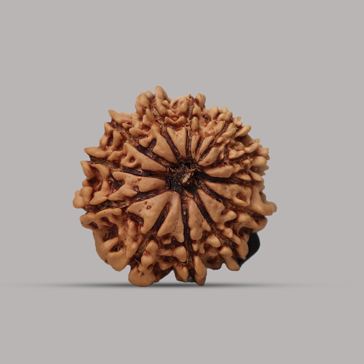 12 Mukhi Rudraksha