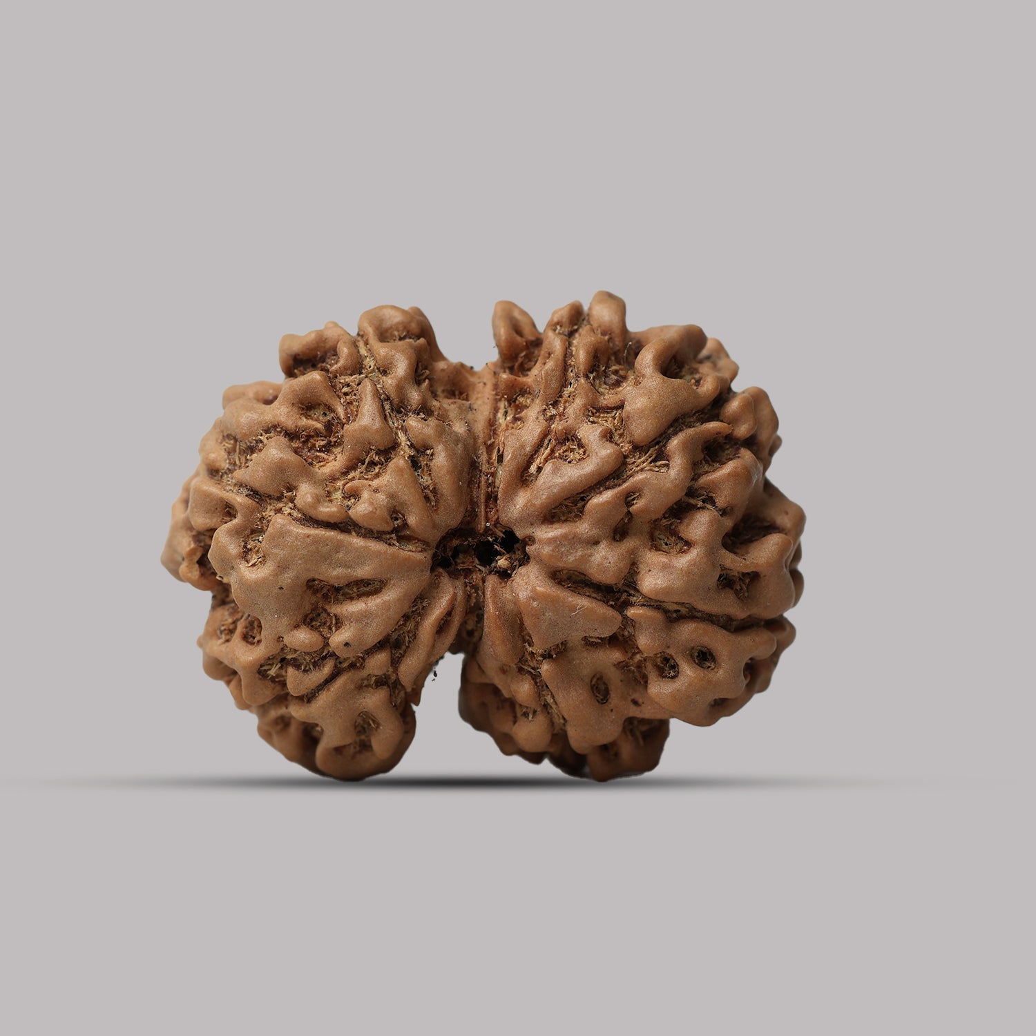 Gauri Shankar Rudraksha