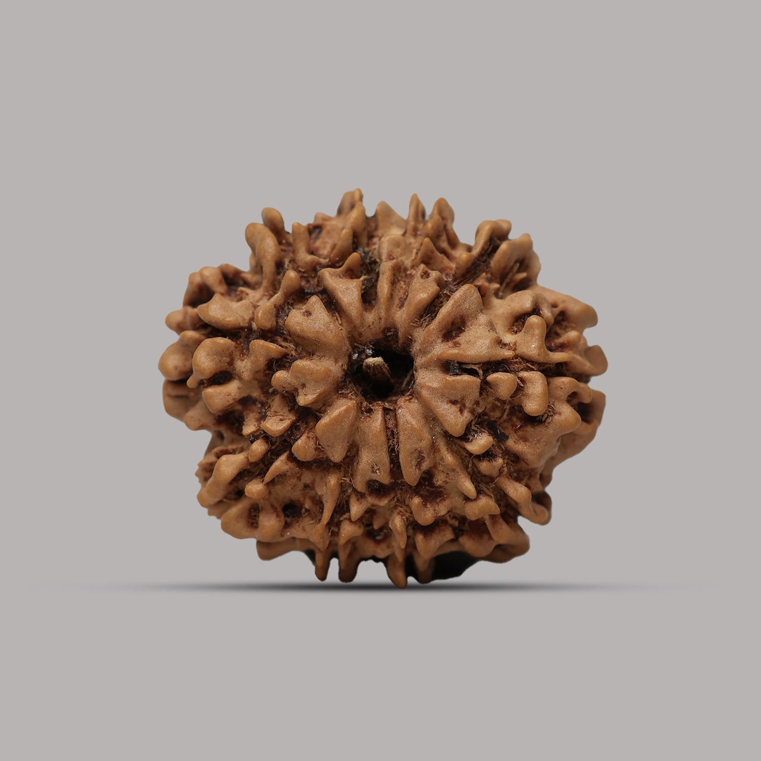 10 Mukhi Rudraksha