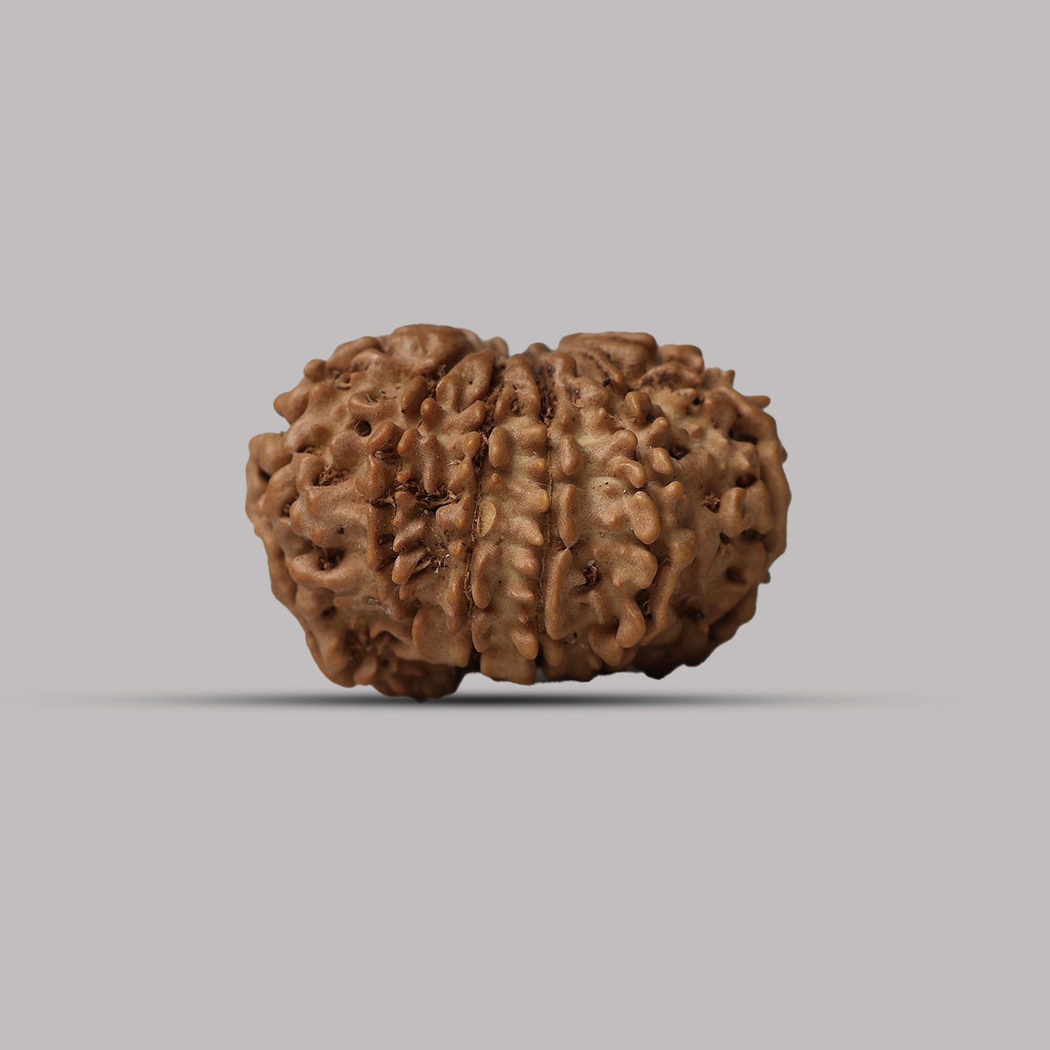 11 Mukhi Rudraksha