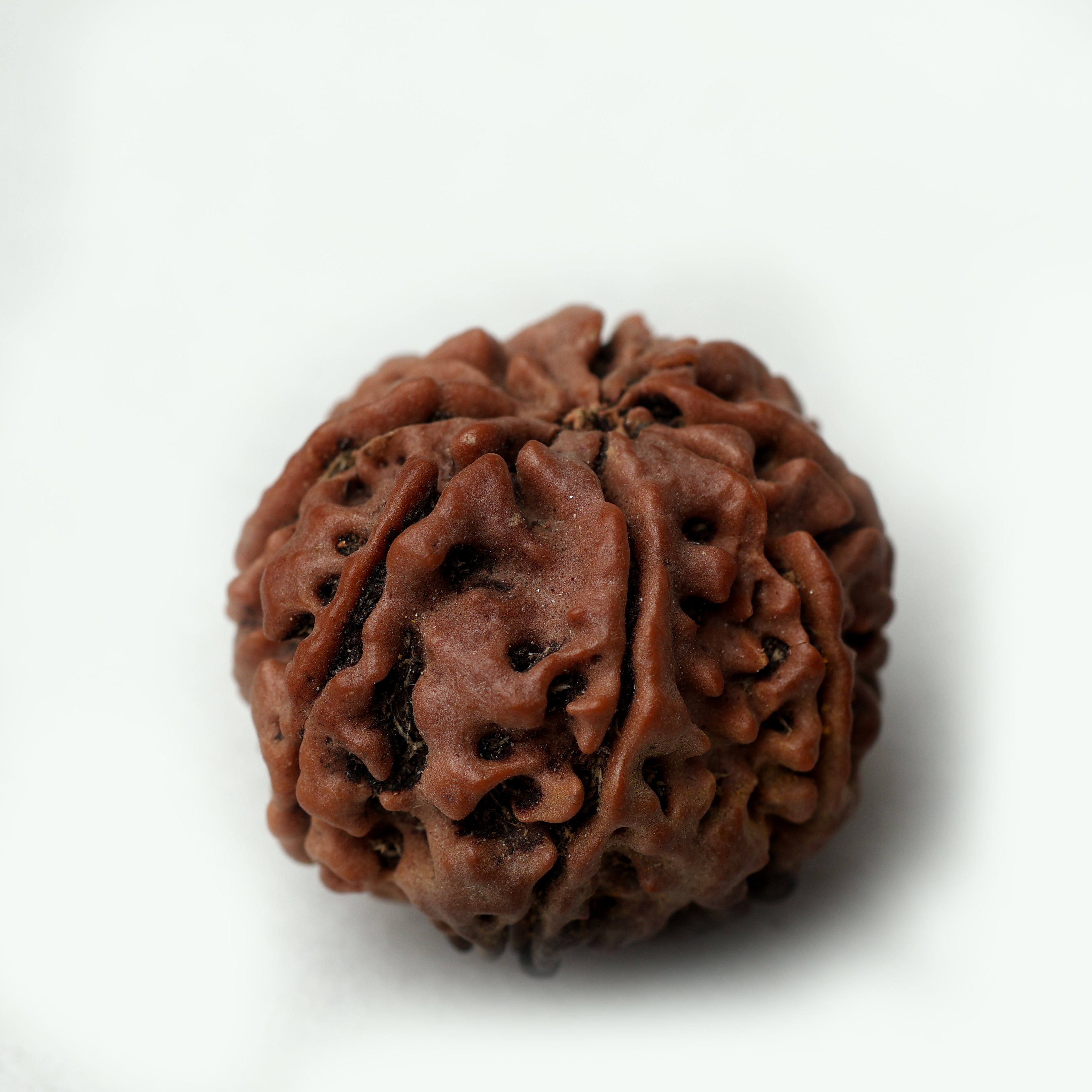 8 Mukhi Rudraksha