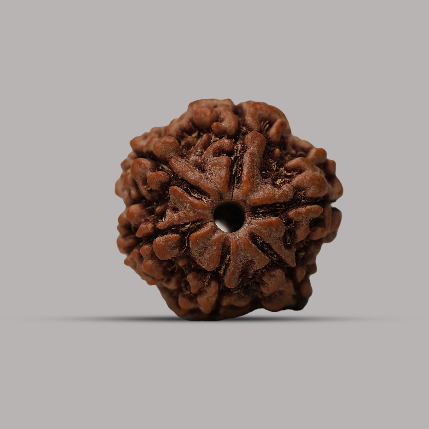 6 Mukhi Rudraksha
