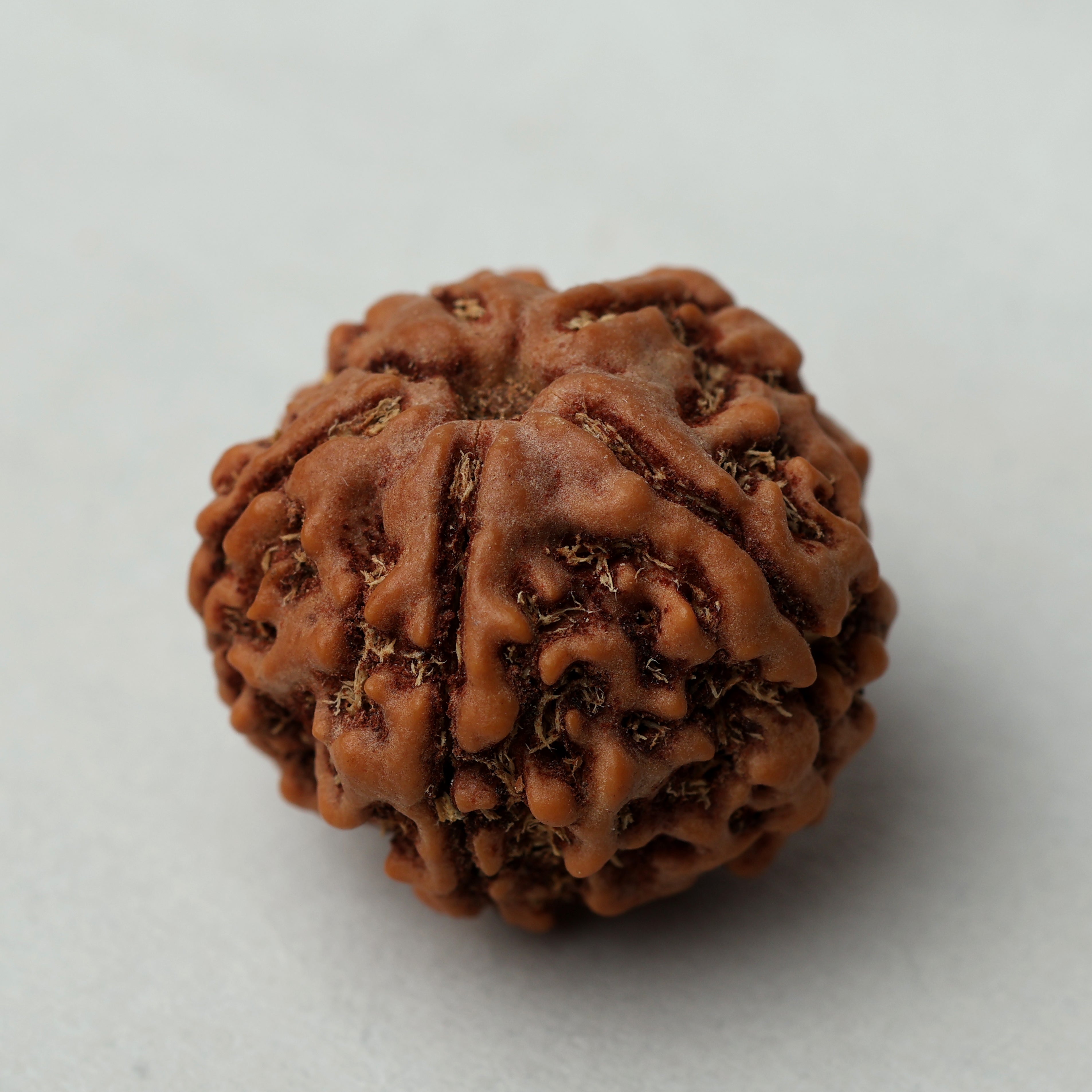 5 Mukhi Rudraksha