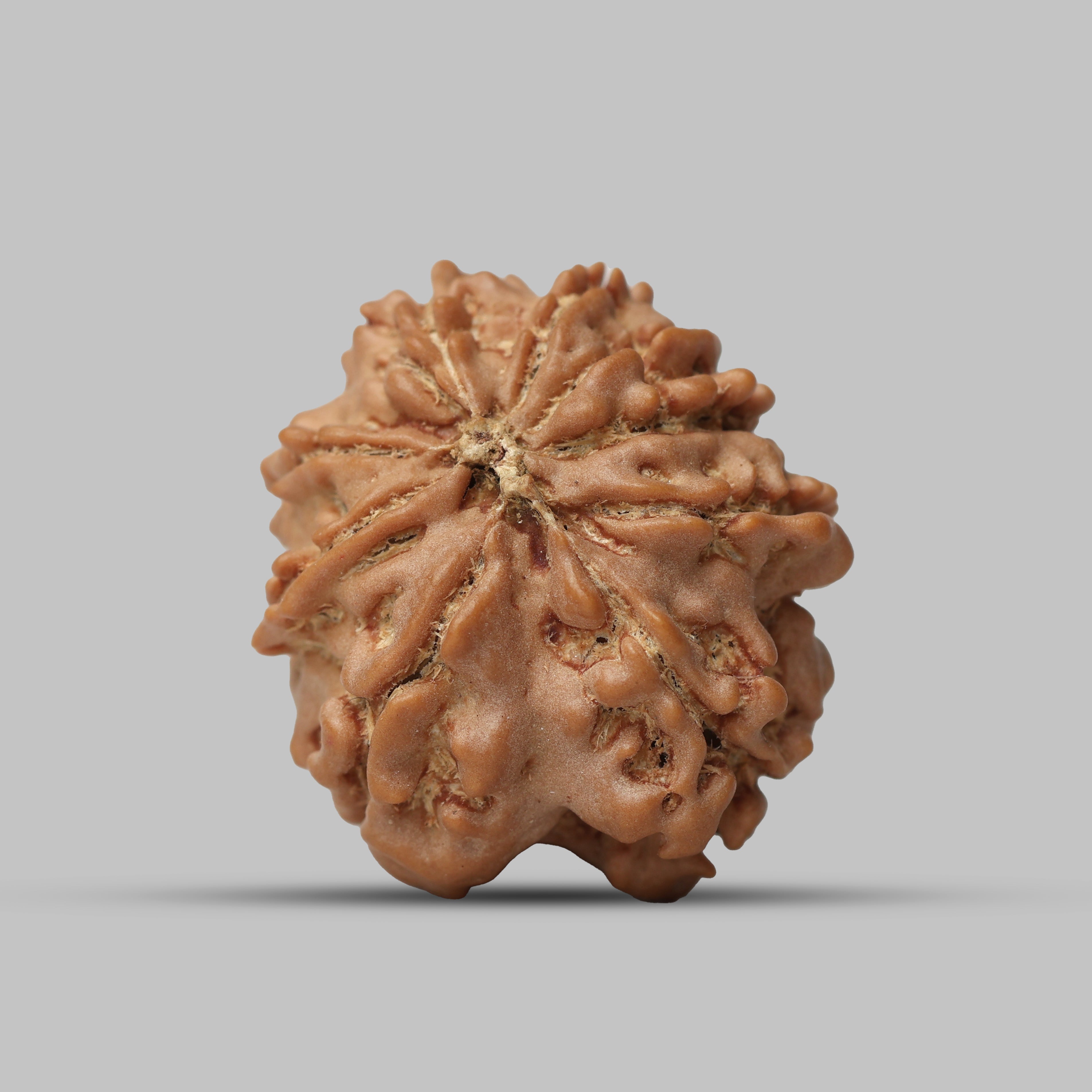 9 Mukhi Rudraksha