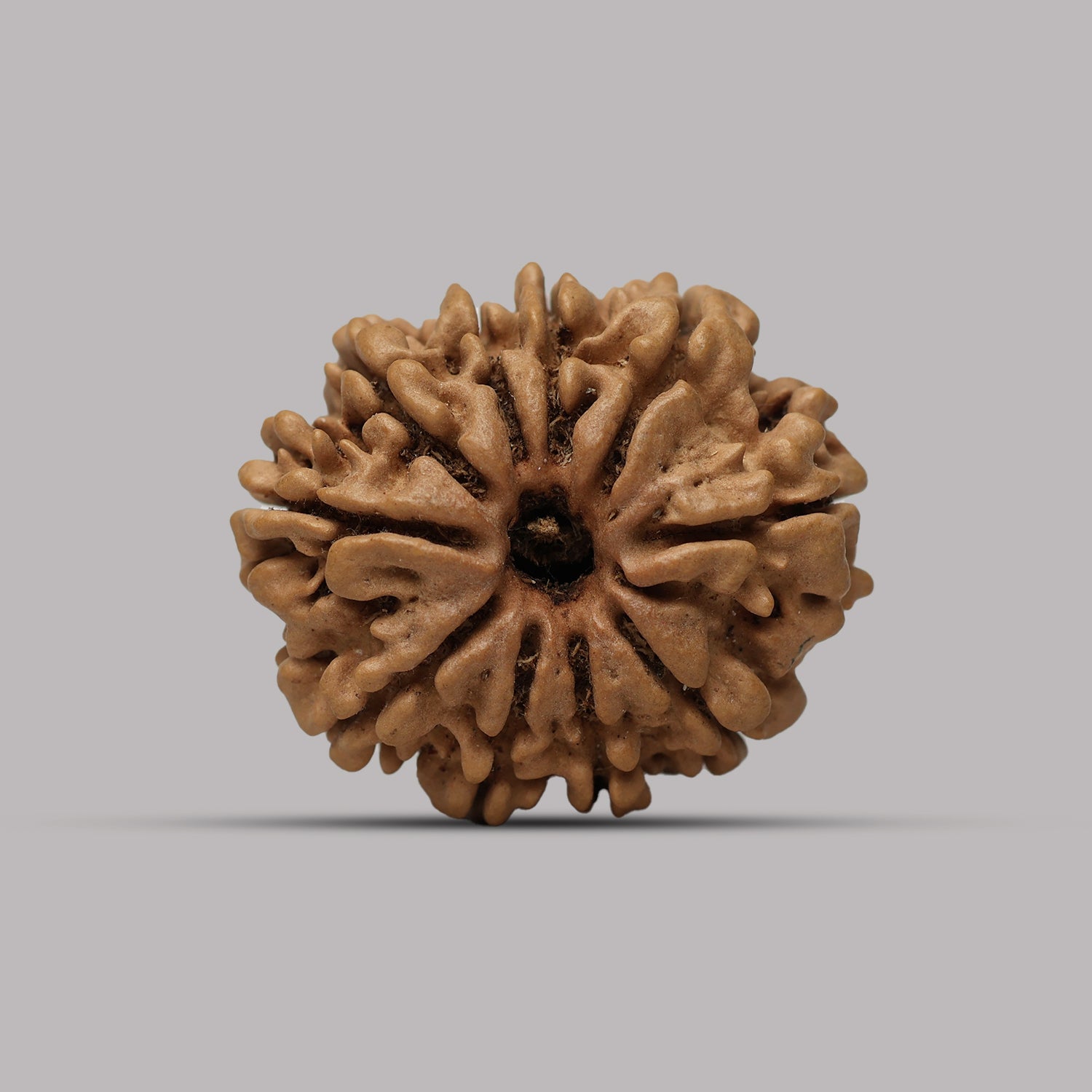 10 Mukhi Rudraksha