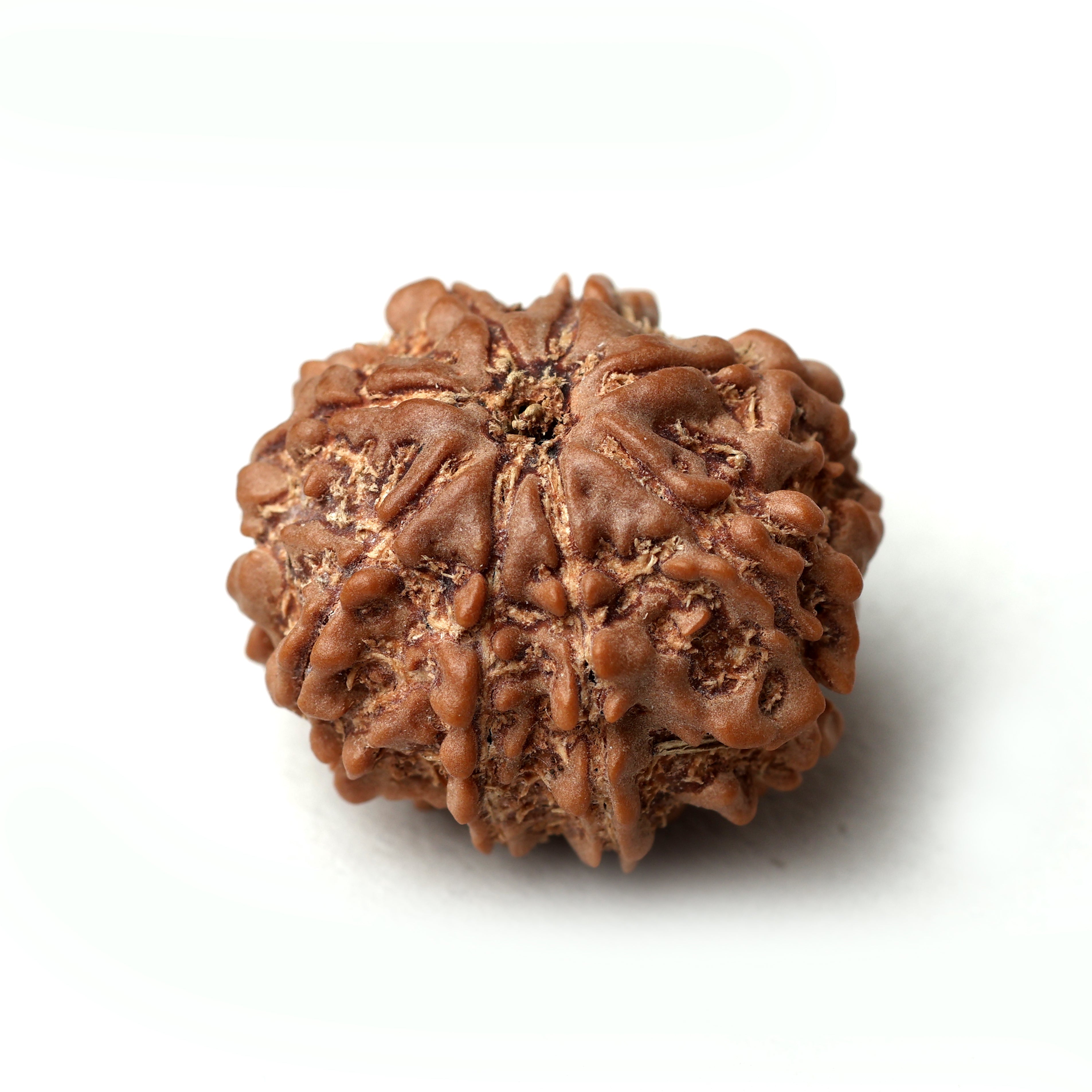 8 Mukhi Rudraksha