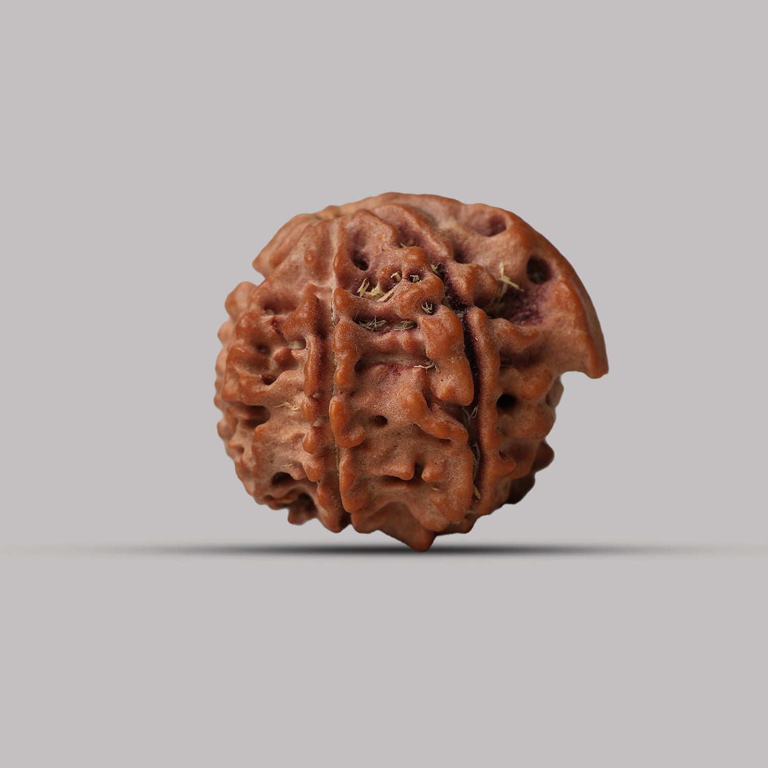 7 Mukhi Rudraksha