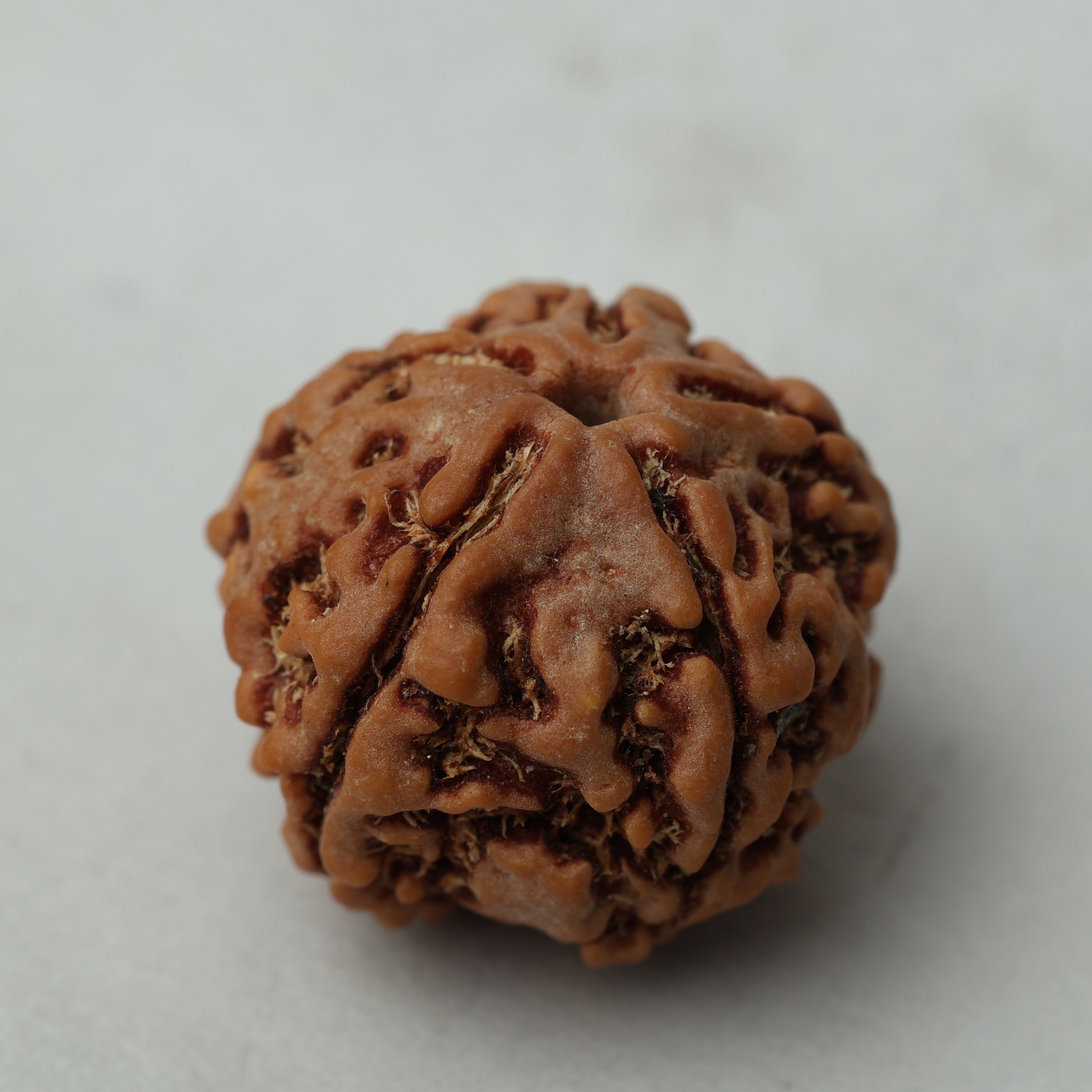 5 Mukhi Rudraksha