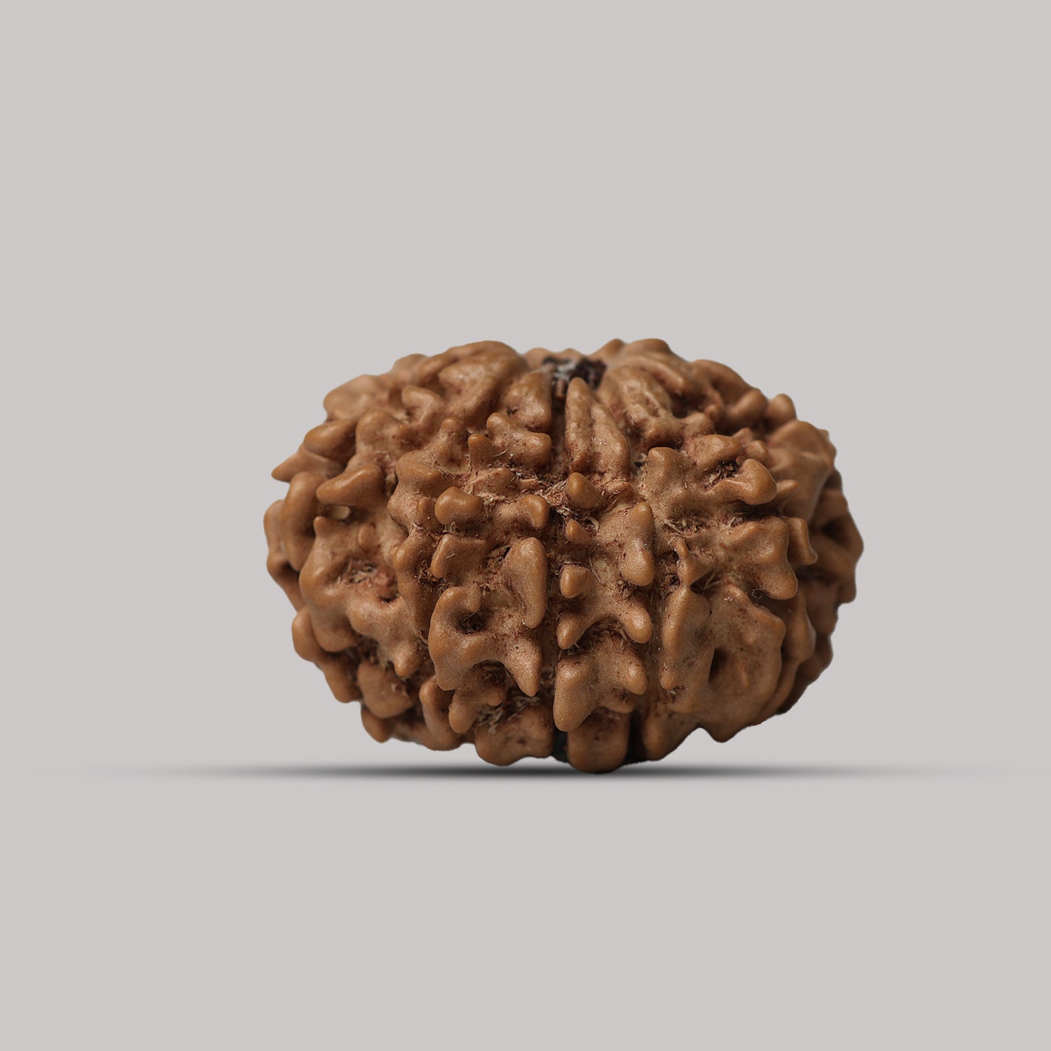 11 Mukhi Rudraksha