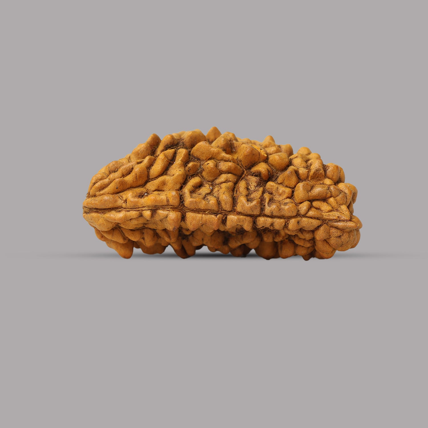 1 Mukhi Rudraksha 1.87