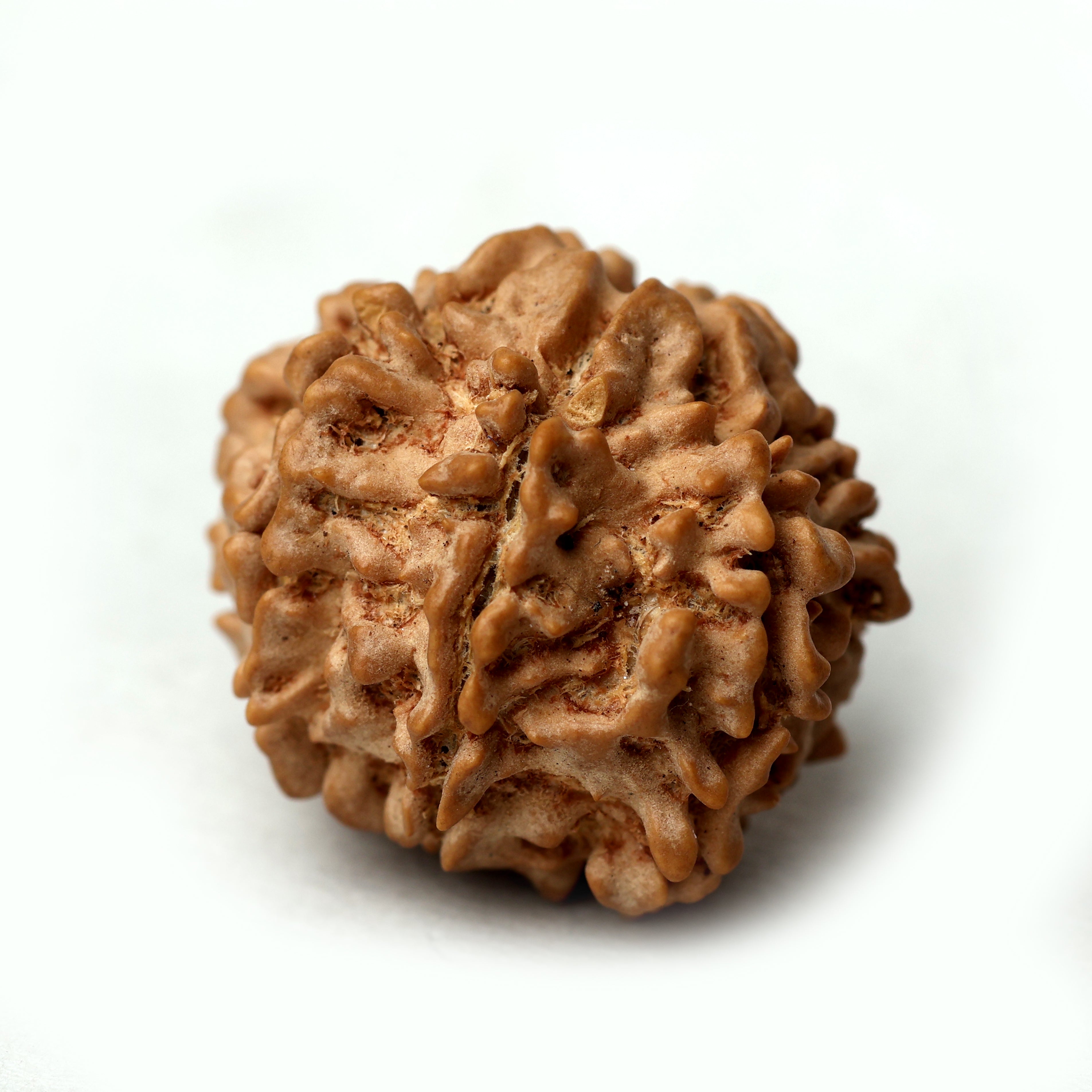 8 Mukhi Rudraksha
