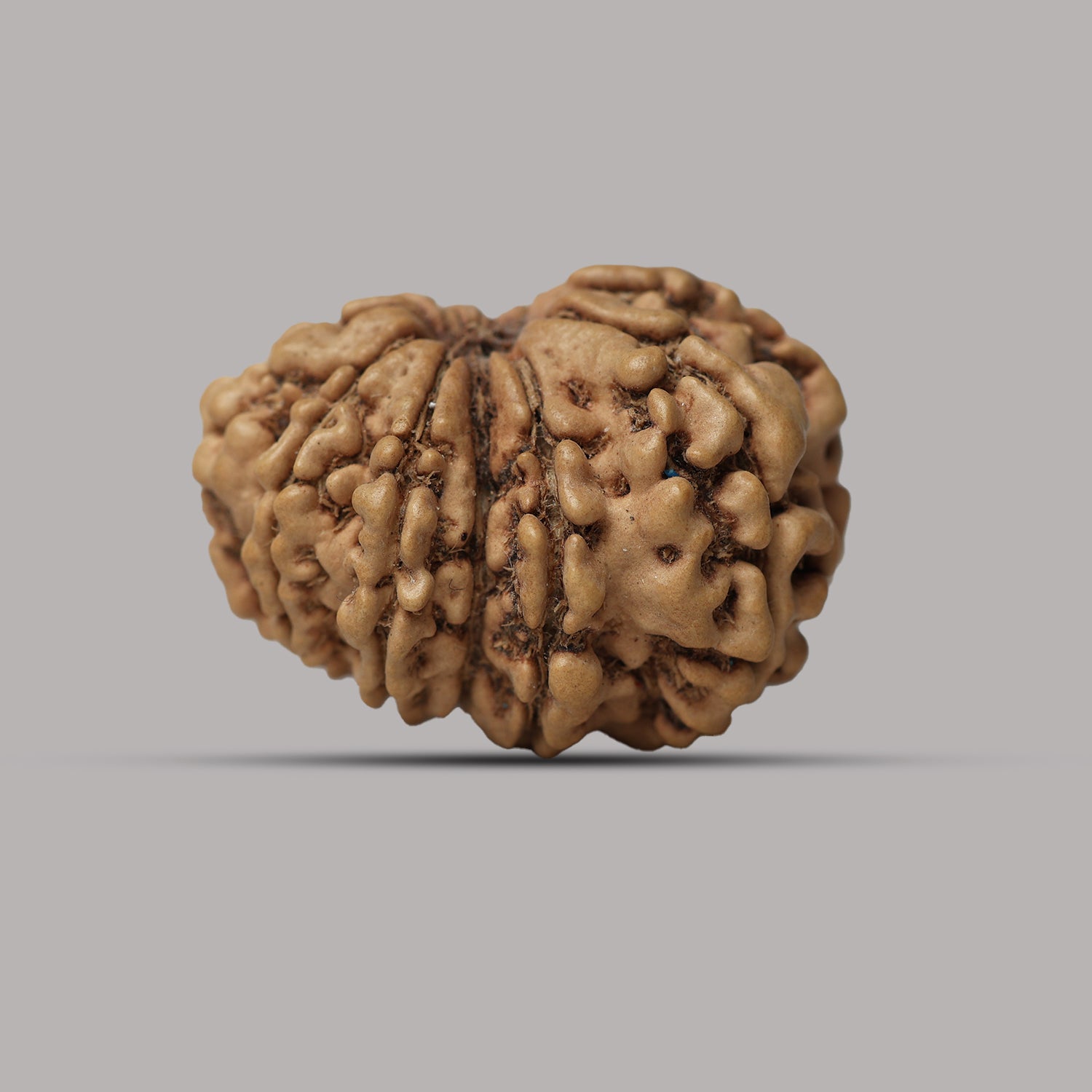 11 Mukhi Rudraksha