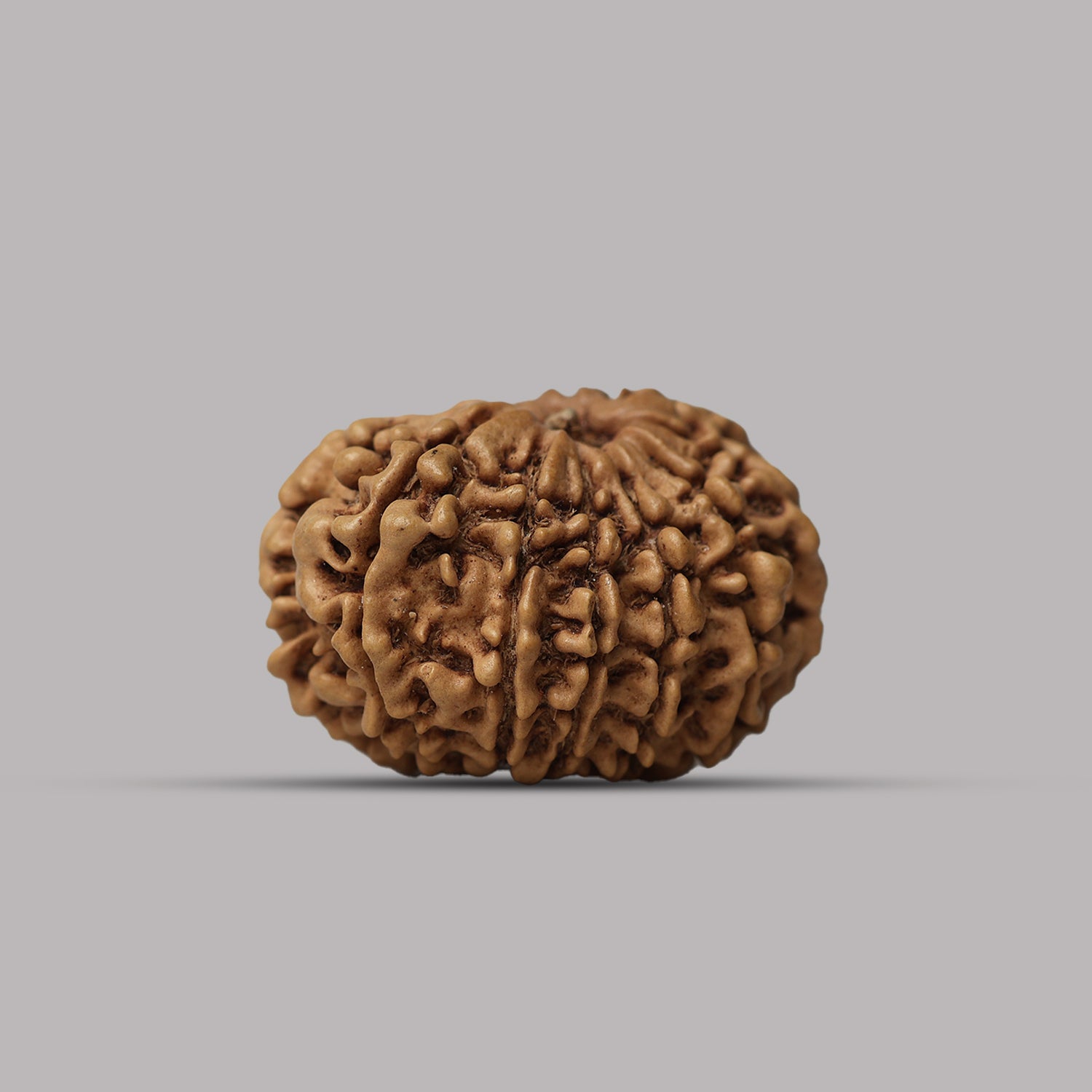 11 Mukhi Rudraksha