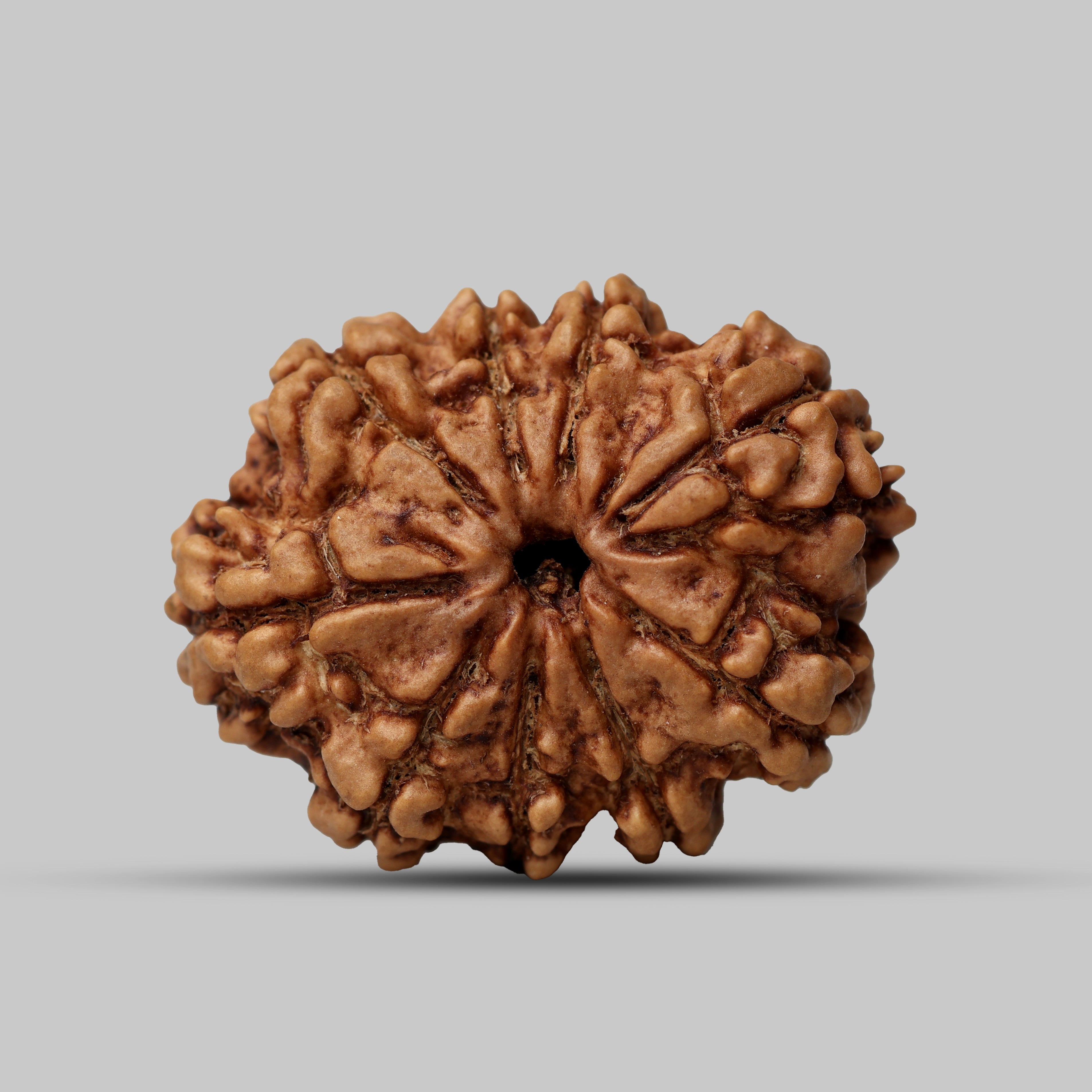 9 Mukhi Rudraksha