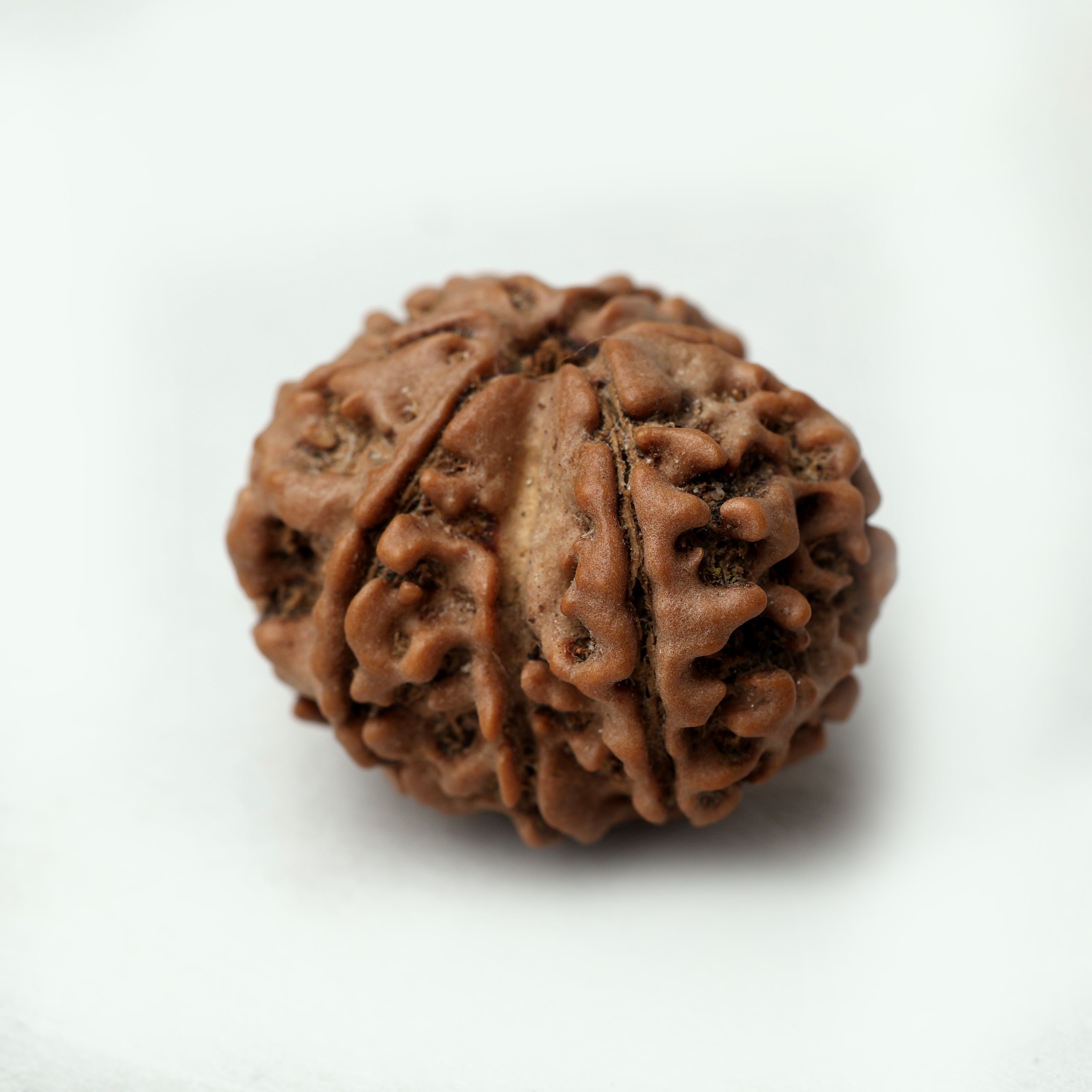8 Mukhi Rudraksha