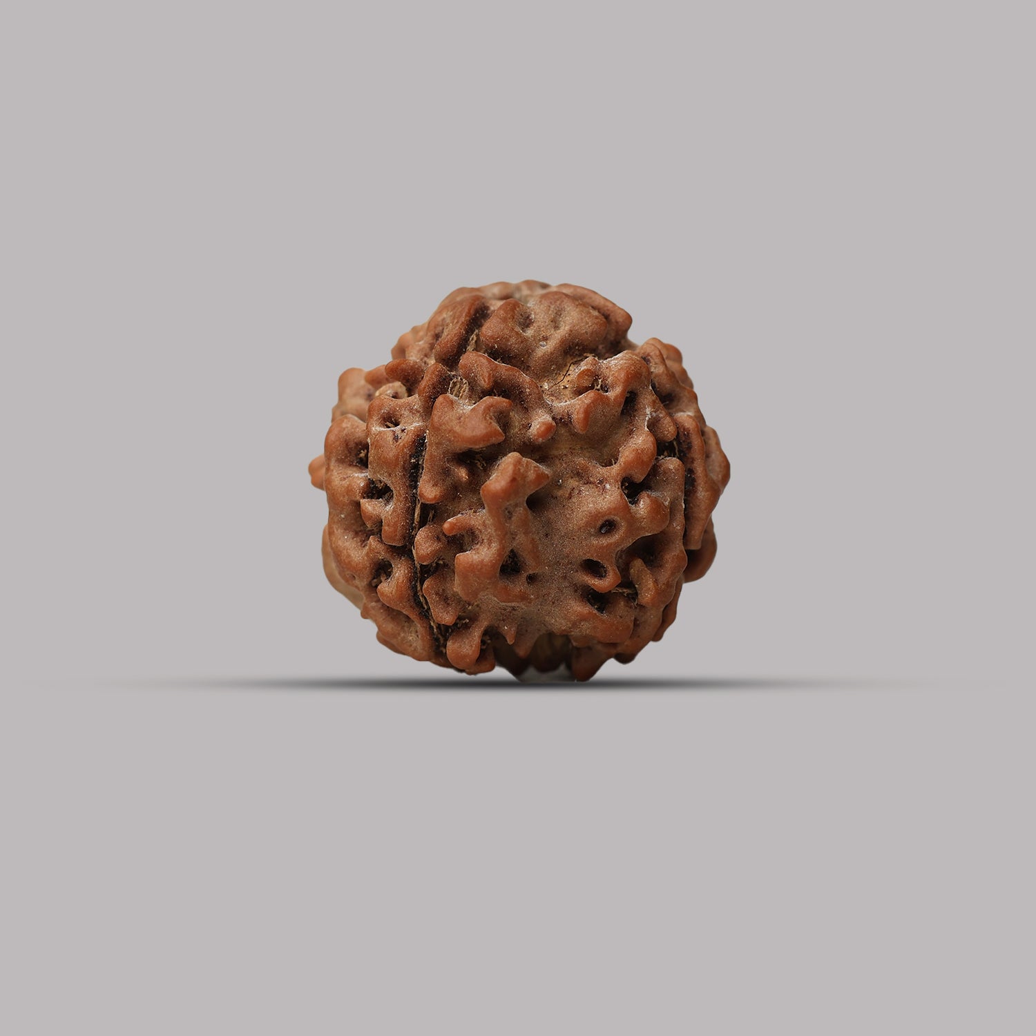 4 Mukhi Rudraksha