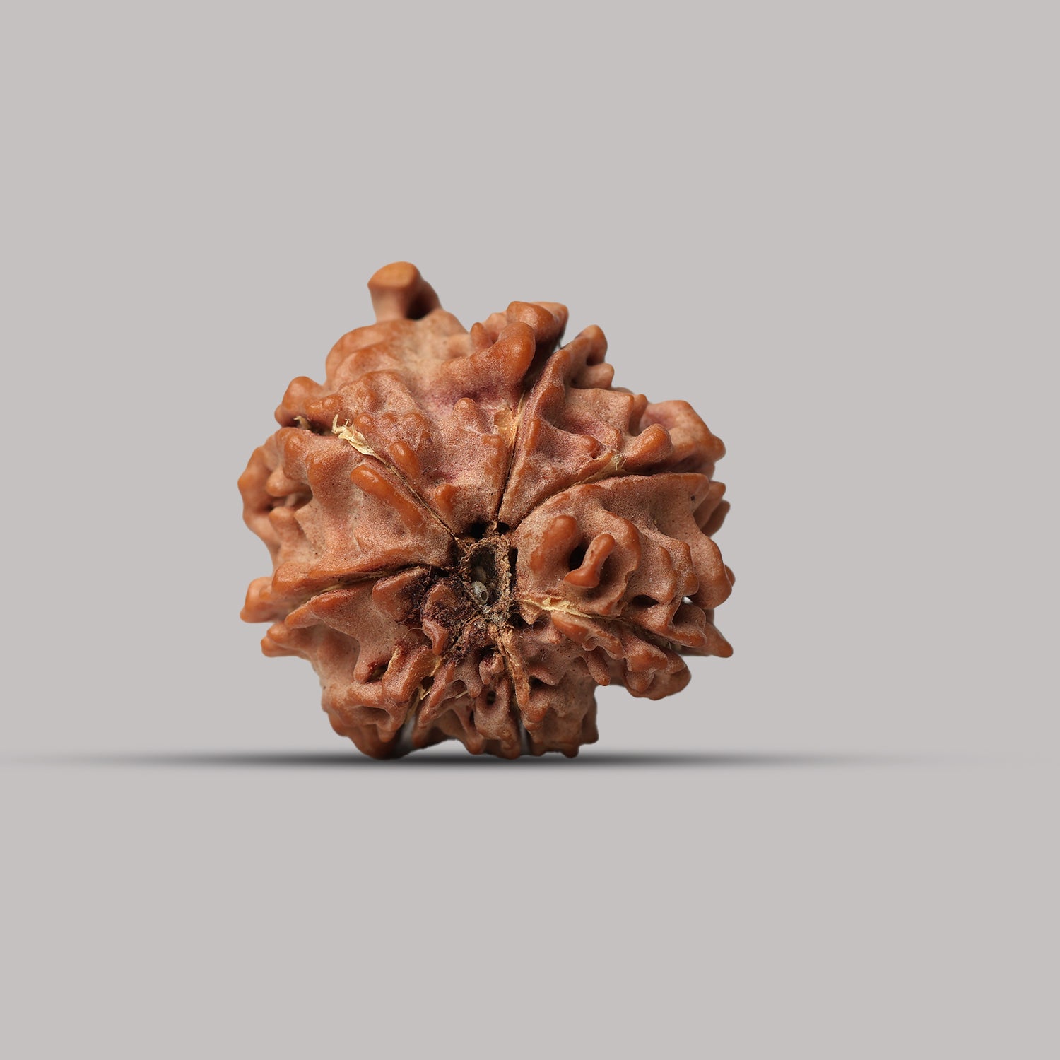 7 Mukhi Rudraksha