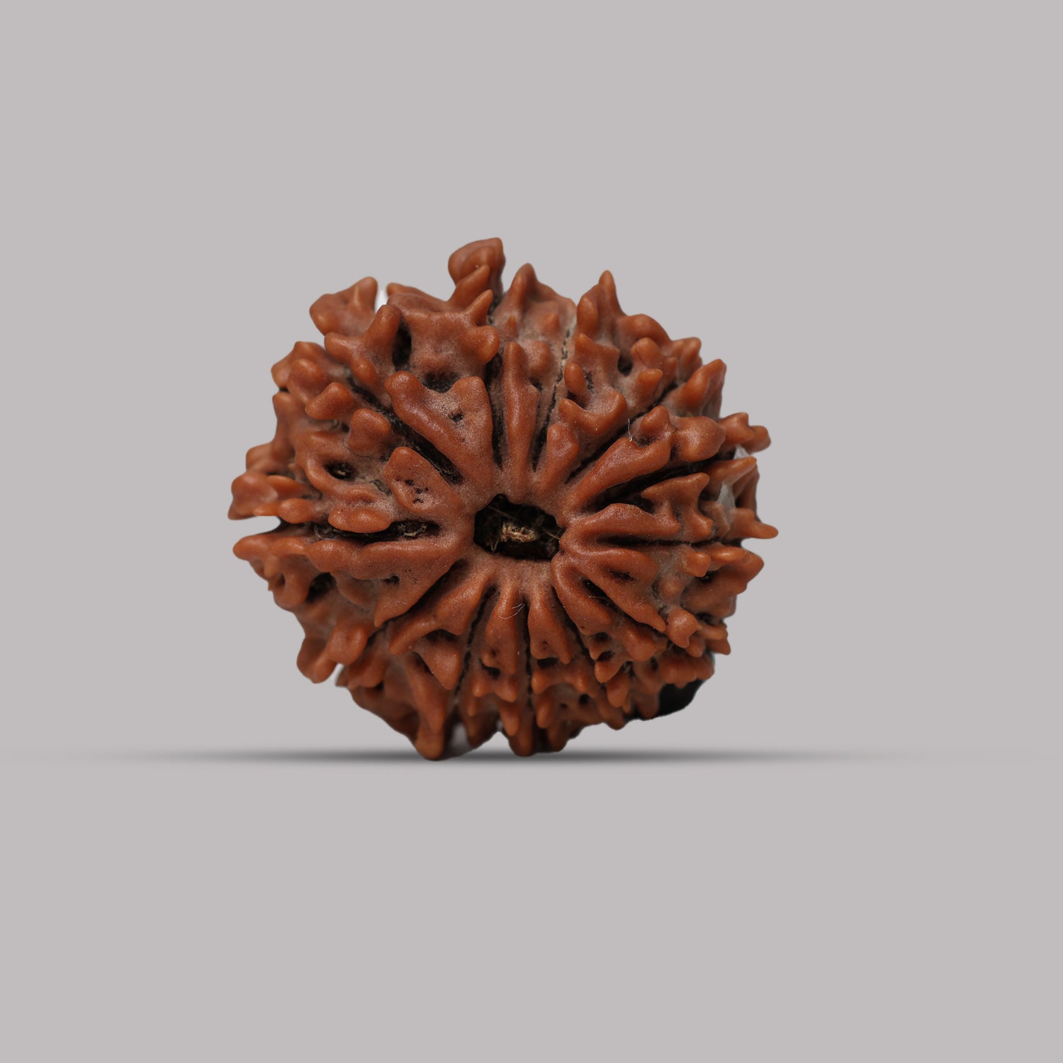 12 Mukhi Rudraksha