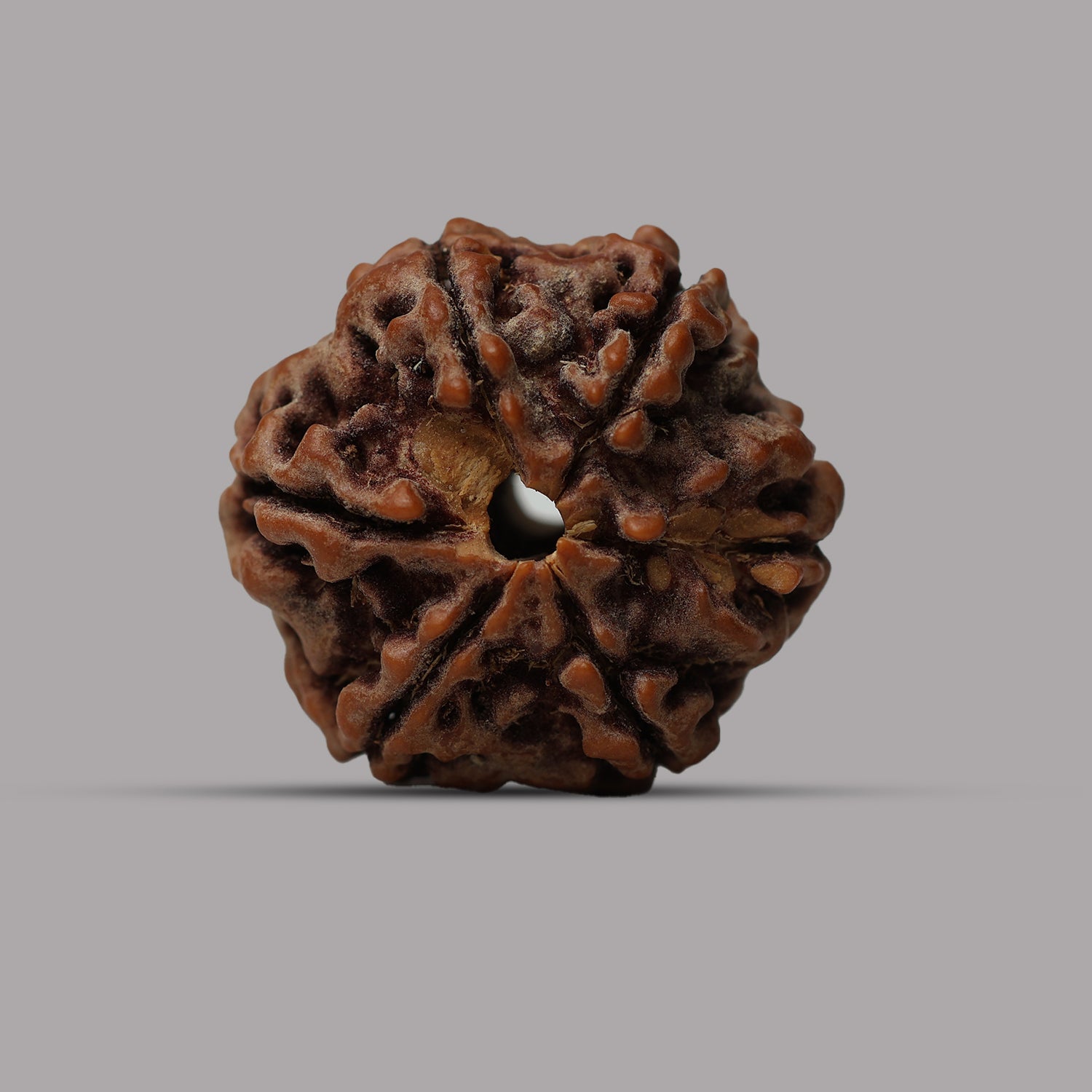 6 Mukhi Rudraksha