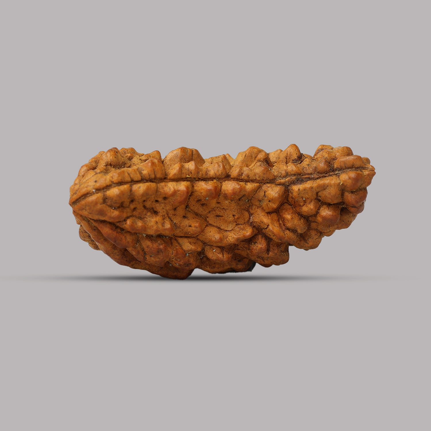 1 Mukhi Rudraksha 3.80