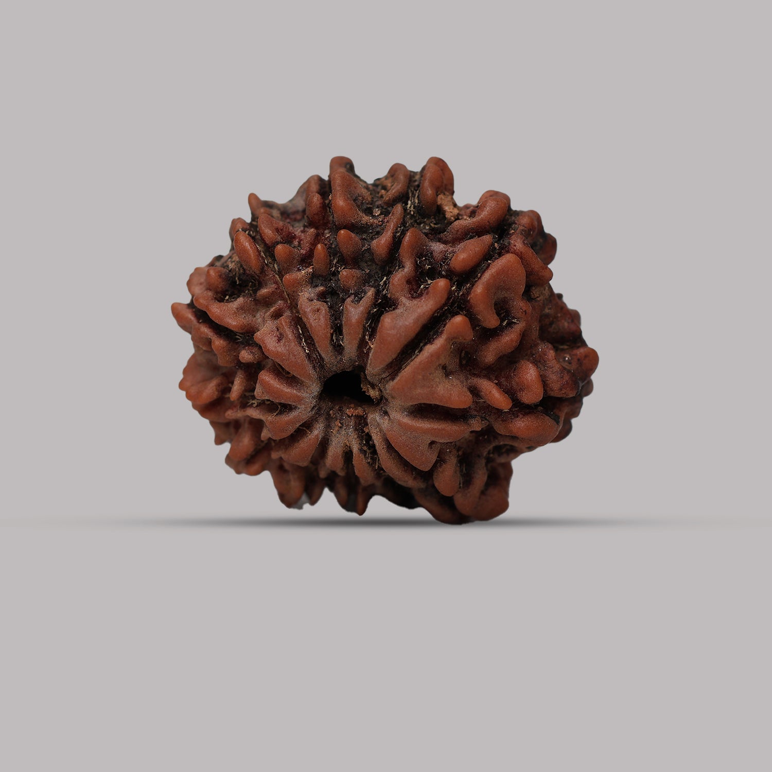 12 Mukhi Rudraksha