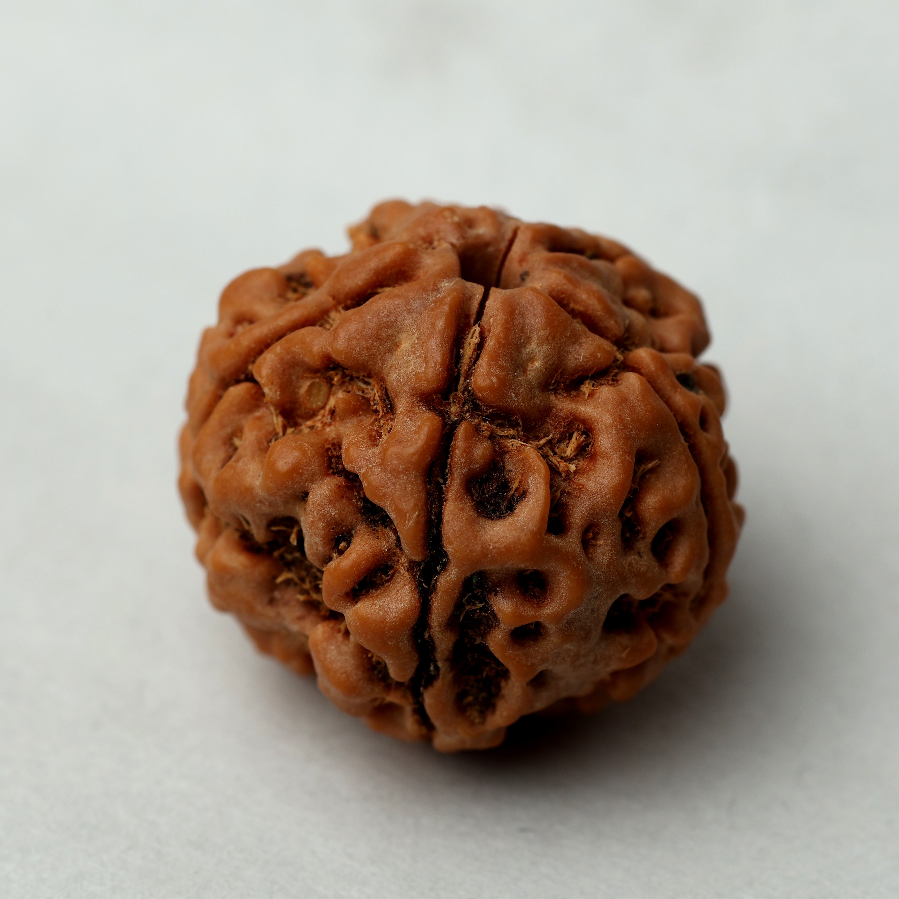 5 Mukhi Rudraksha
