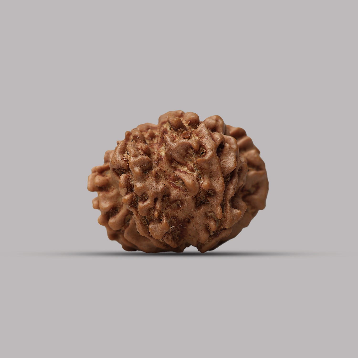 12 Mukhi Rudraksha